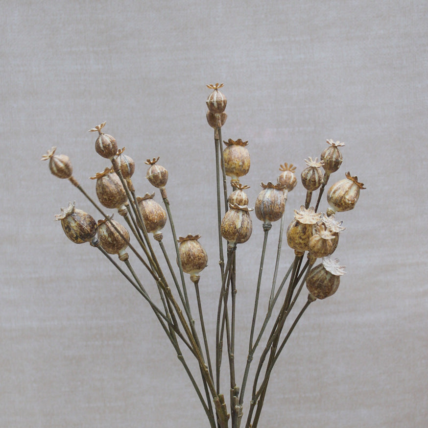 Poppy Head Spray