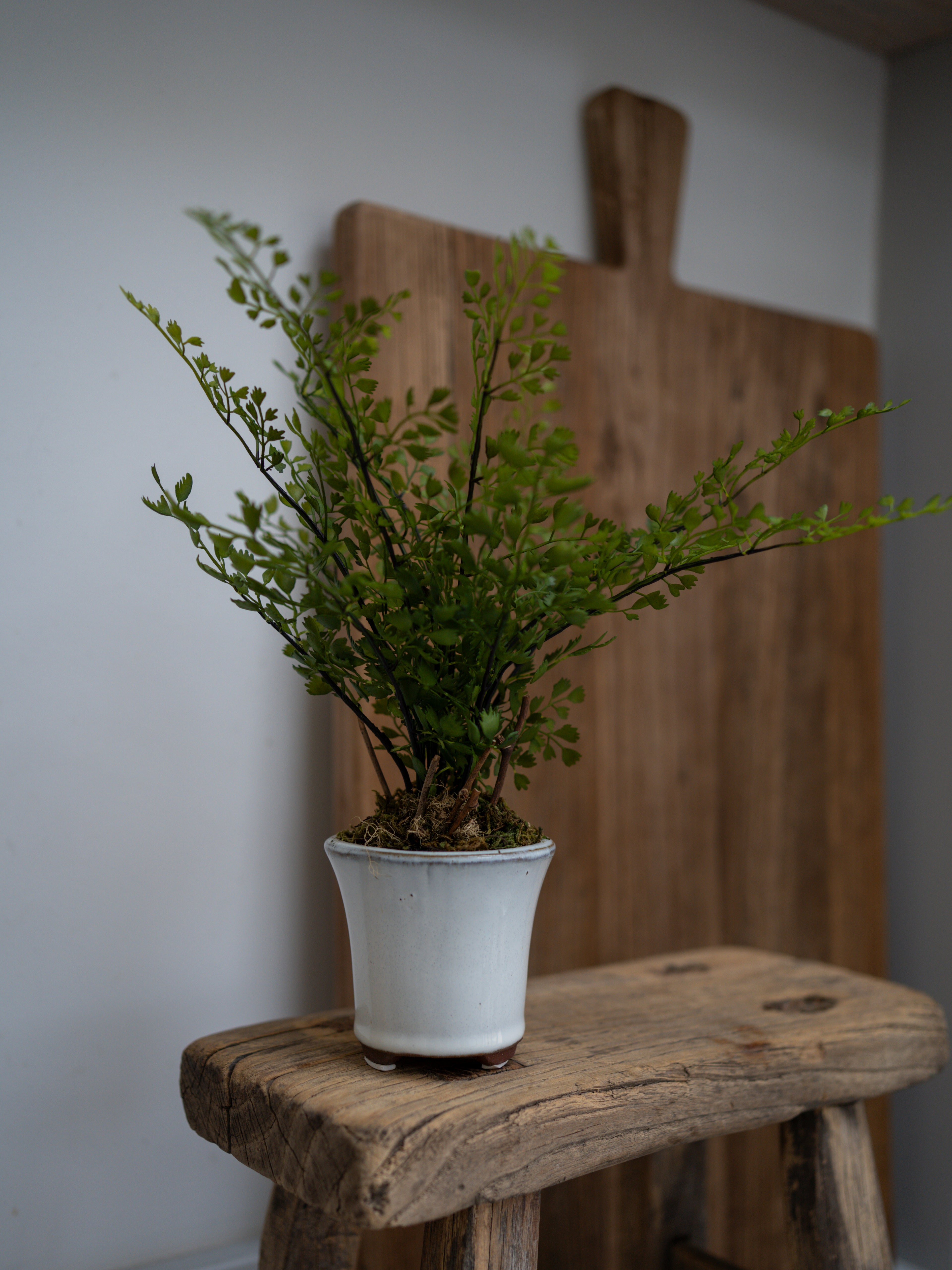 Faux Maiden Hair Fern Potted Plant