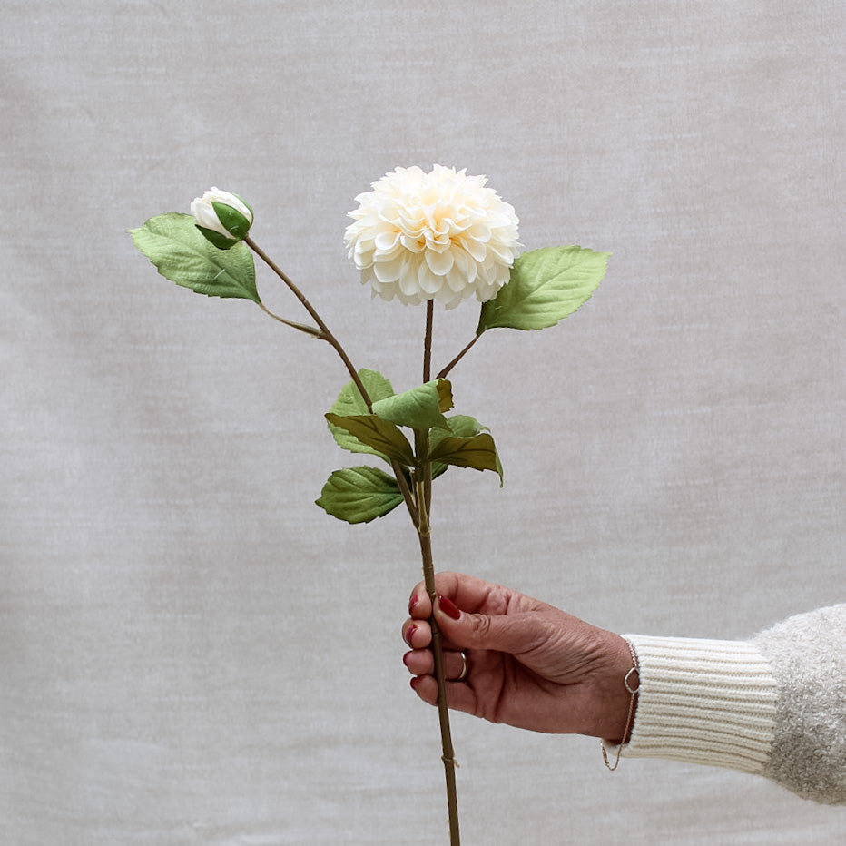 Soft Cream Dahlia Stem