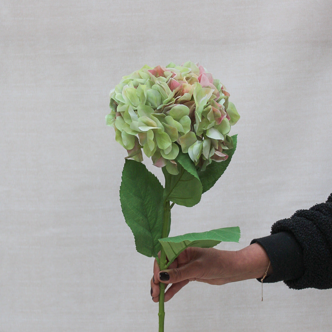 French Hydrangea Stem