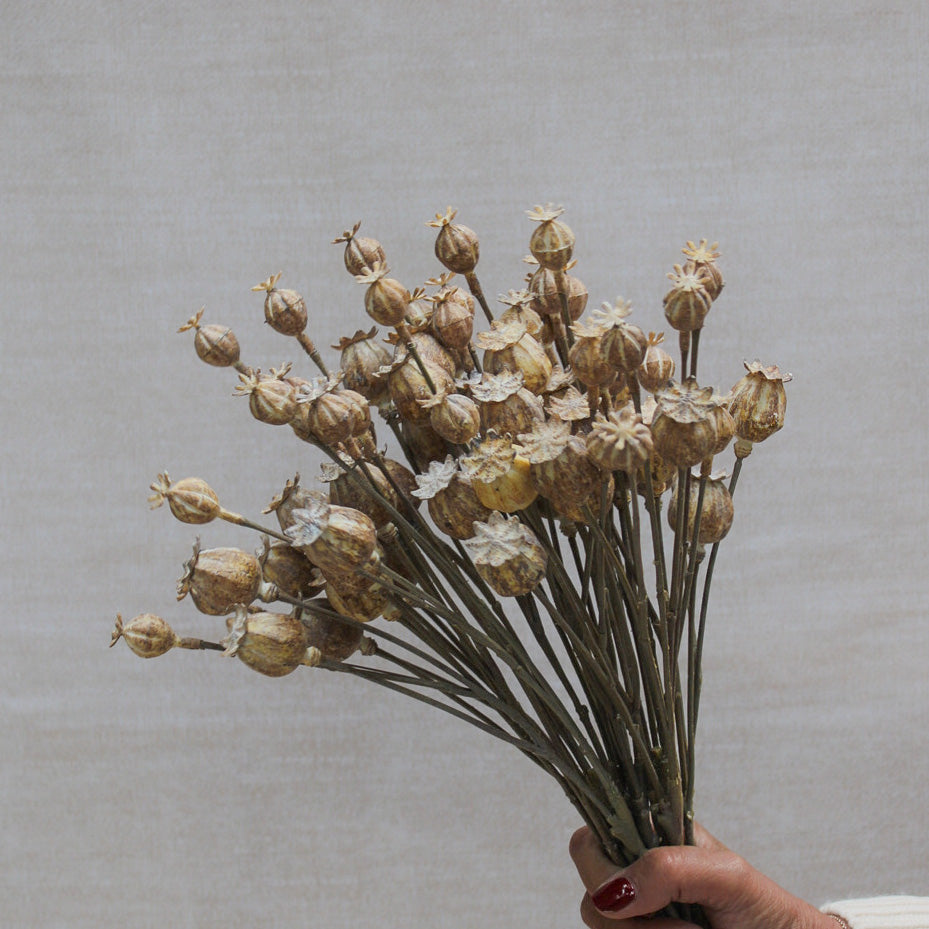 Poppy Head Spray