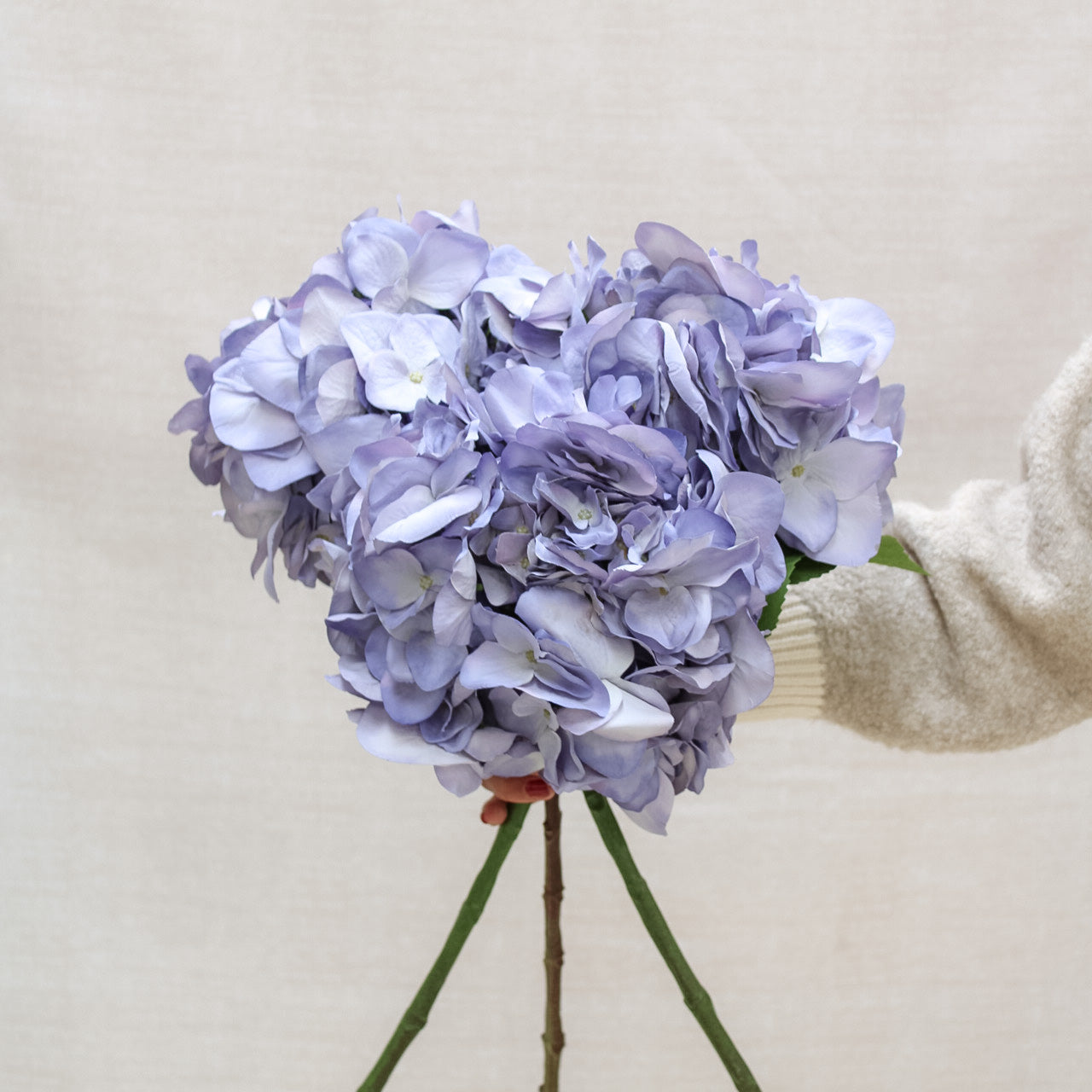 Lilac Hydrangea