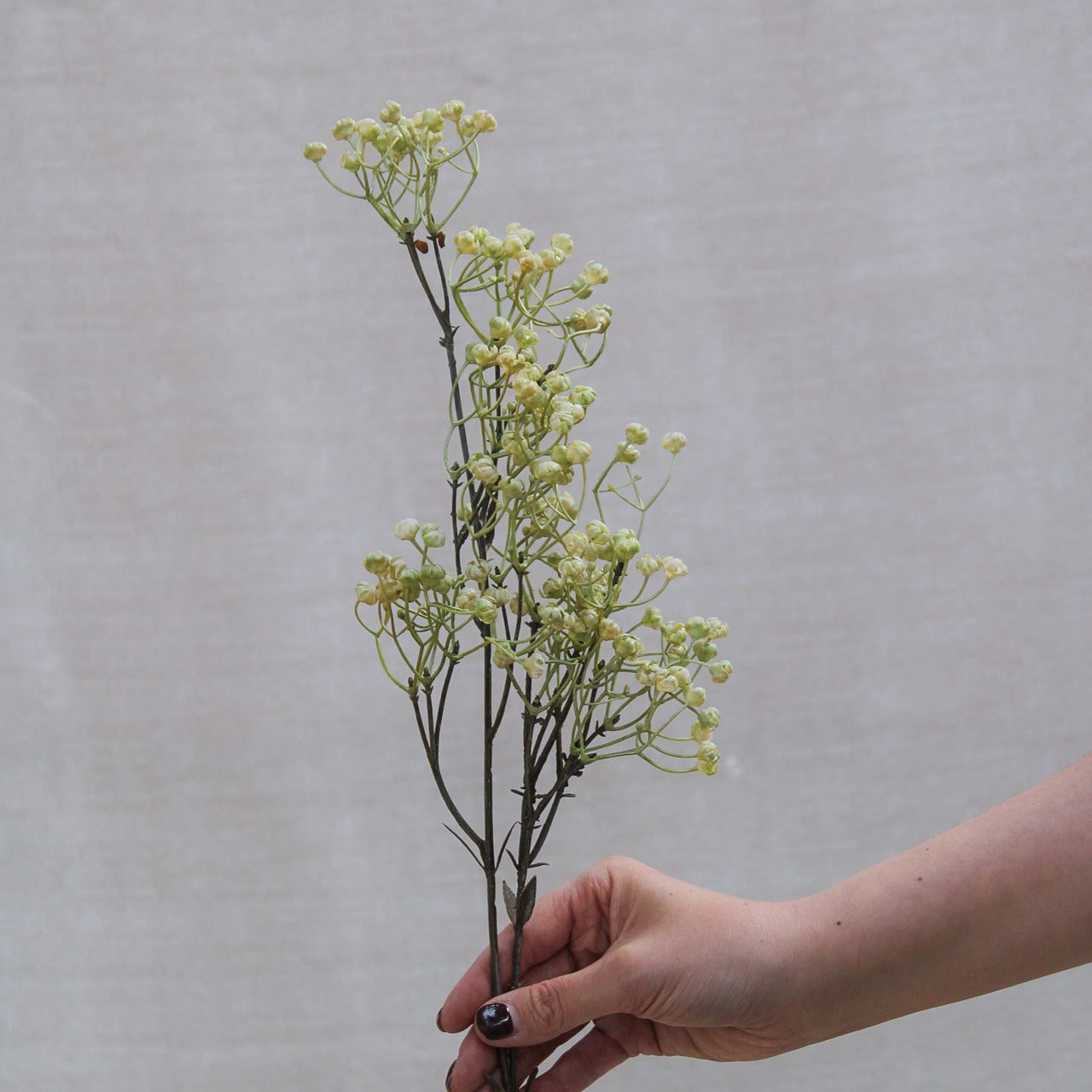 Natural Linum Spray