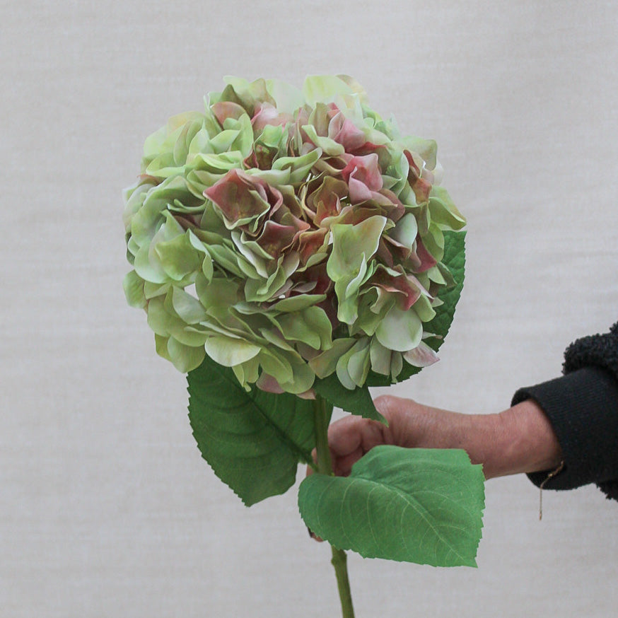 French Hydrangea Stem