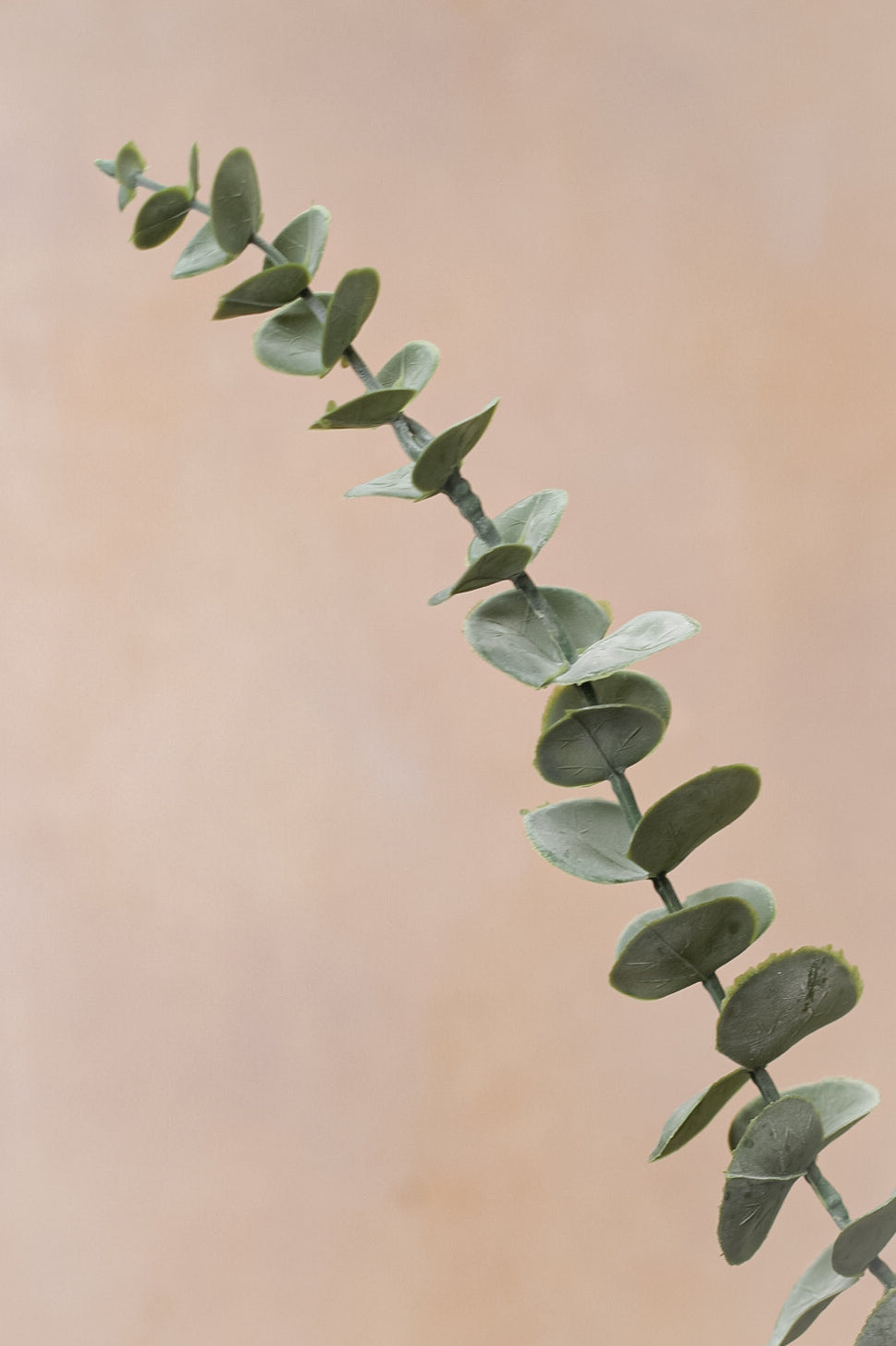 Up close of eucalyptus stem