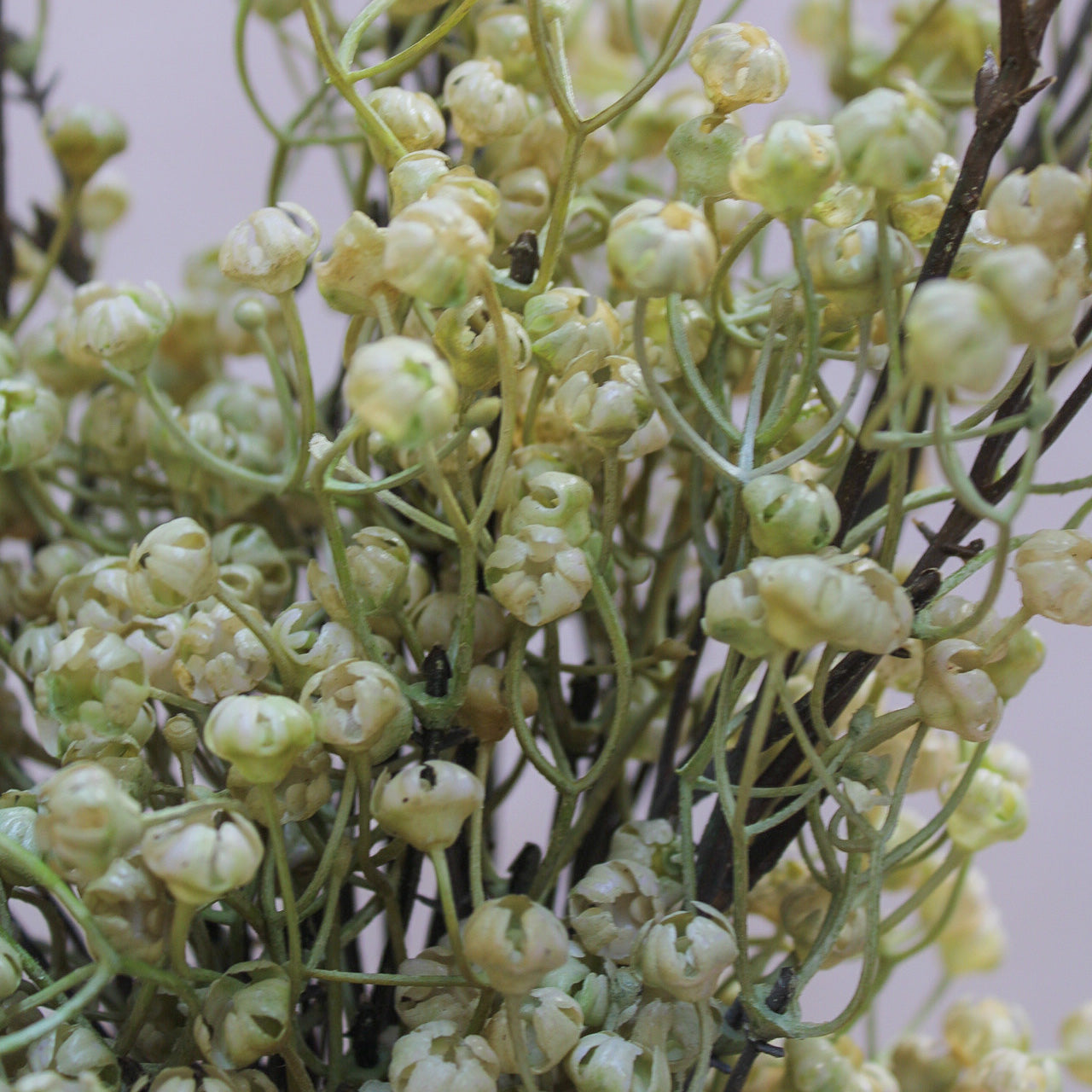 Natural Linum Spray