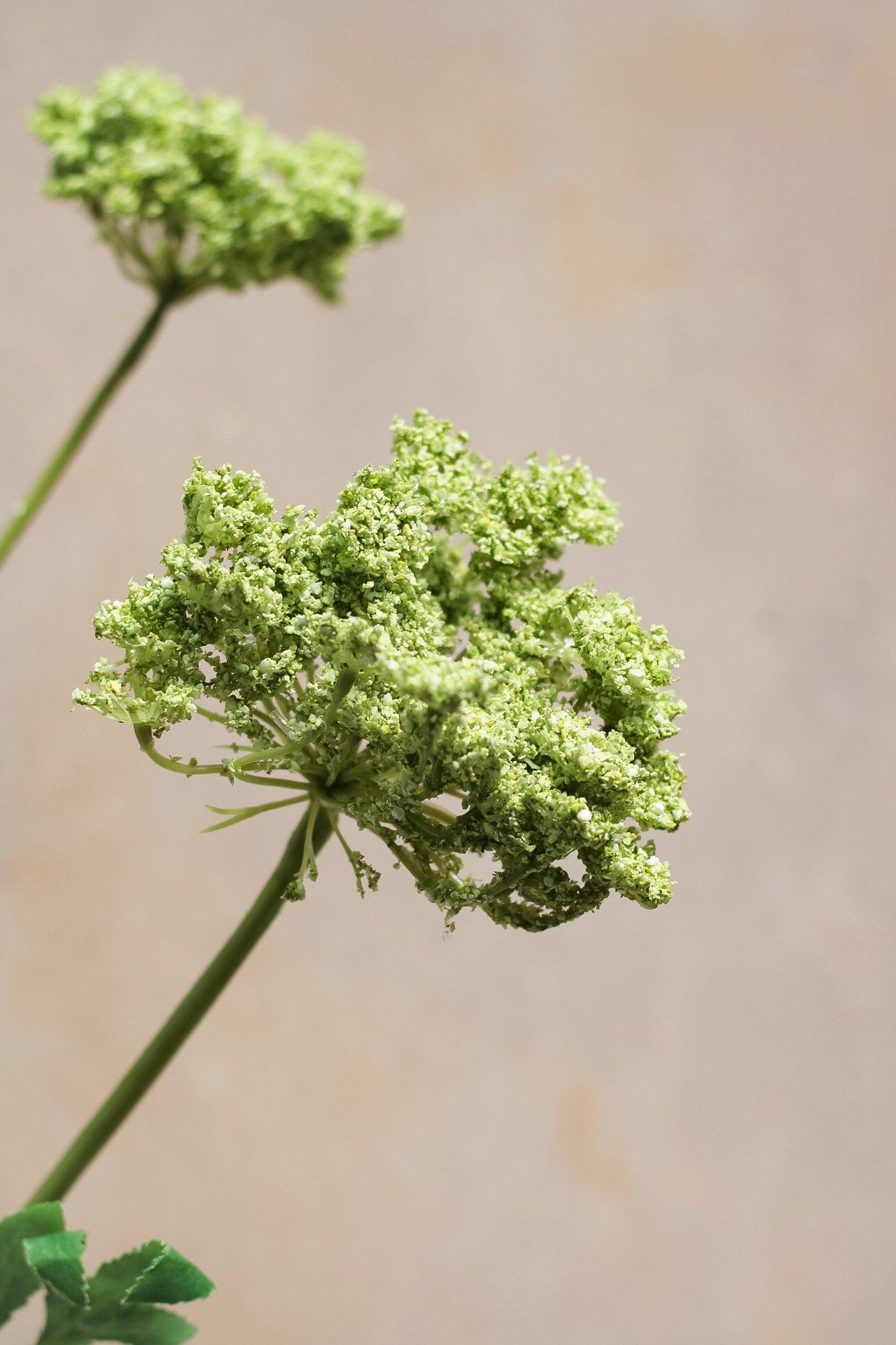 Luxury Faux Cow Parsley Spray