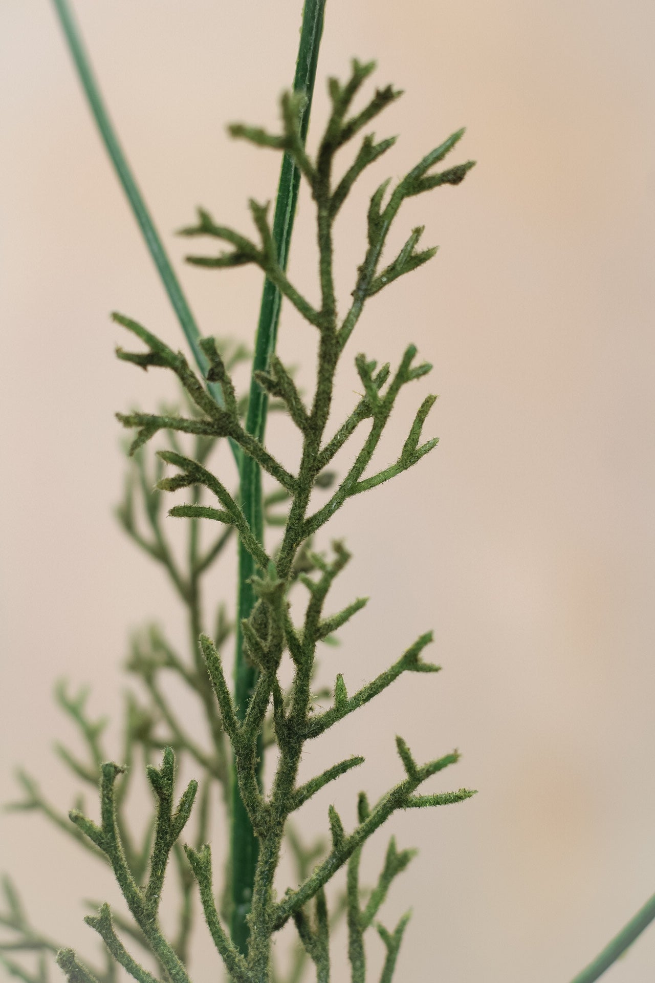 Faux Cerise Long Stemmed Cosmos Spray