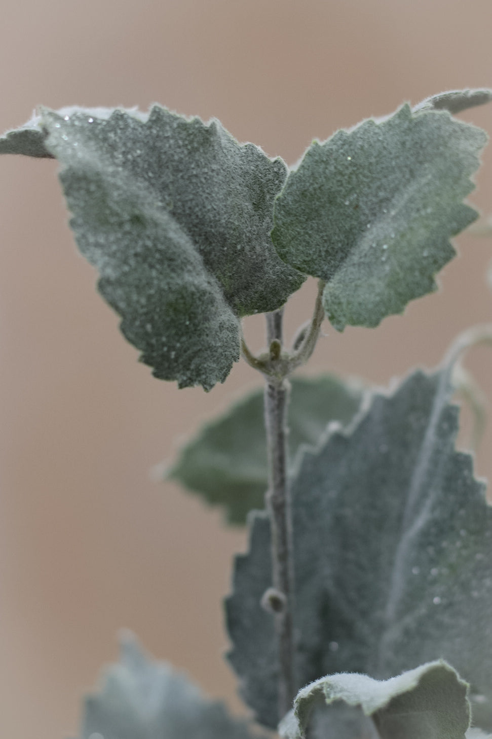 Flocked Hop Leaf Spray
