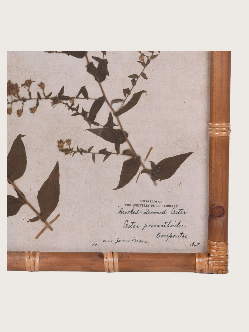 Book with botanical illustrations on a white background