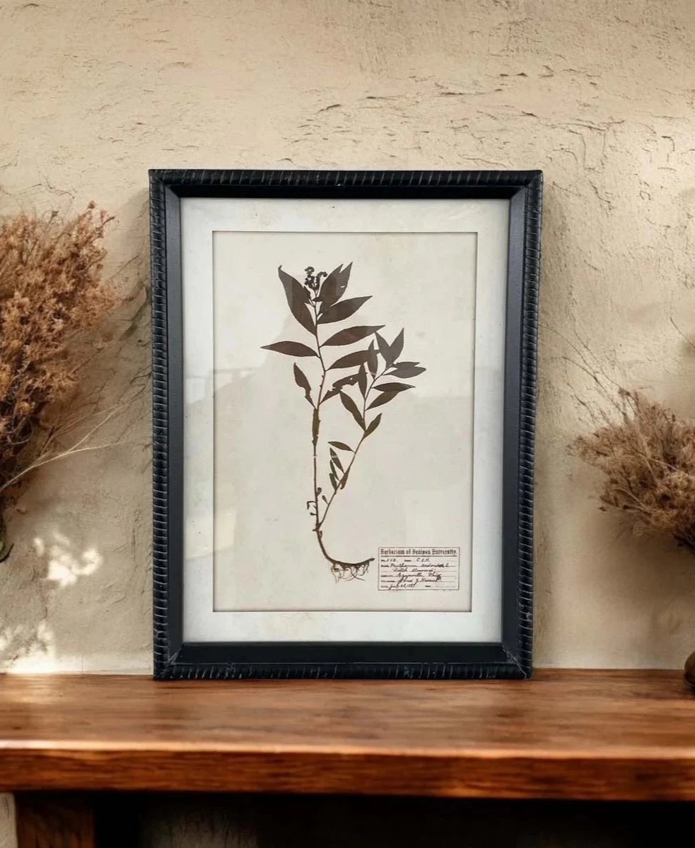 Aged Vintage Botanical Pressed Flower Wall Art