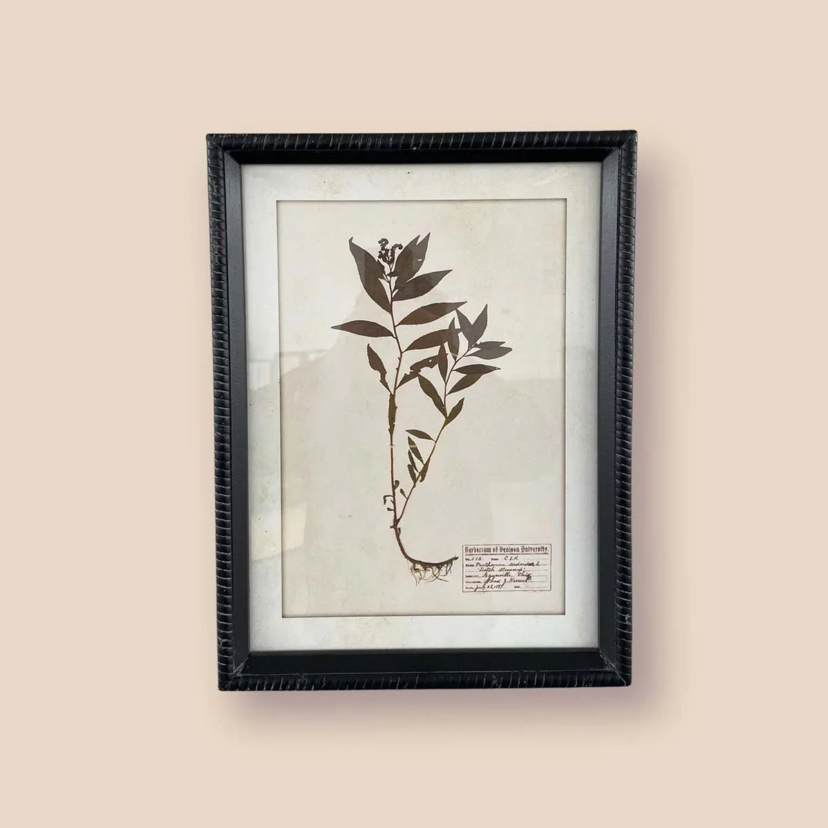 Aged Vintage Botanical Pressed Flower Wall Art