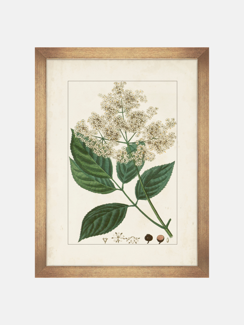 Framed botanical print of leaves and flowers on a white background