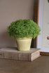 Green potted plant on a wooden block with a neutral background
