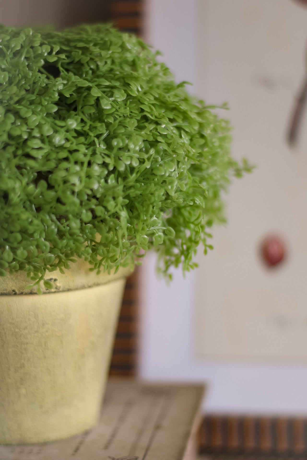 Green potted plant on a surface with a blurred background