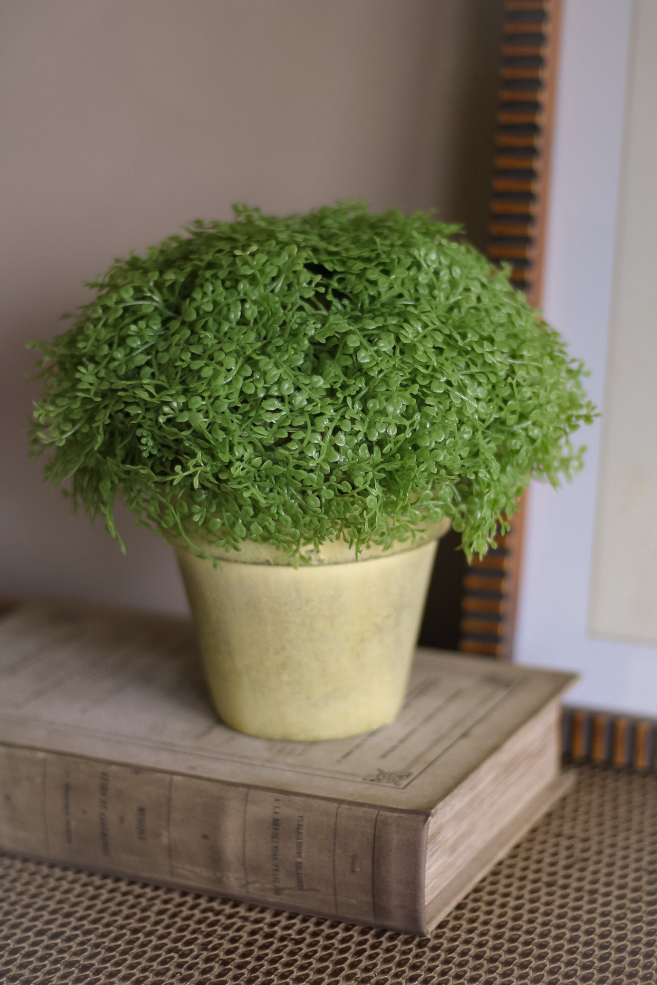 Green potted plant on a wooden surface with a neutral background