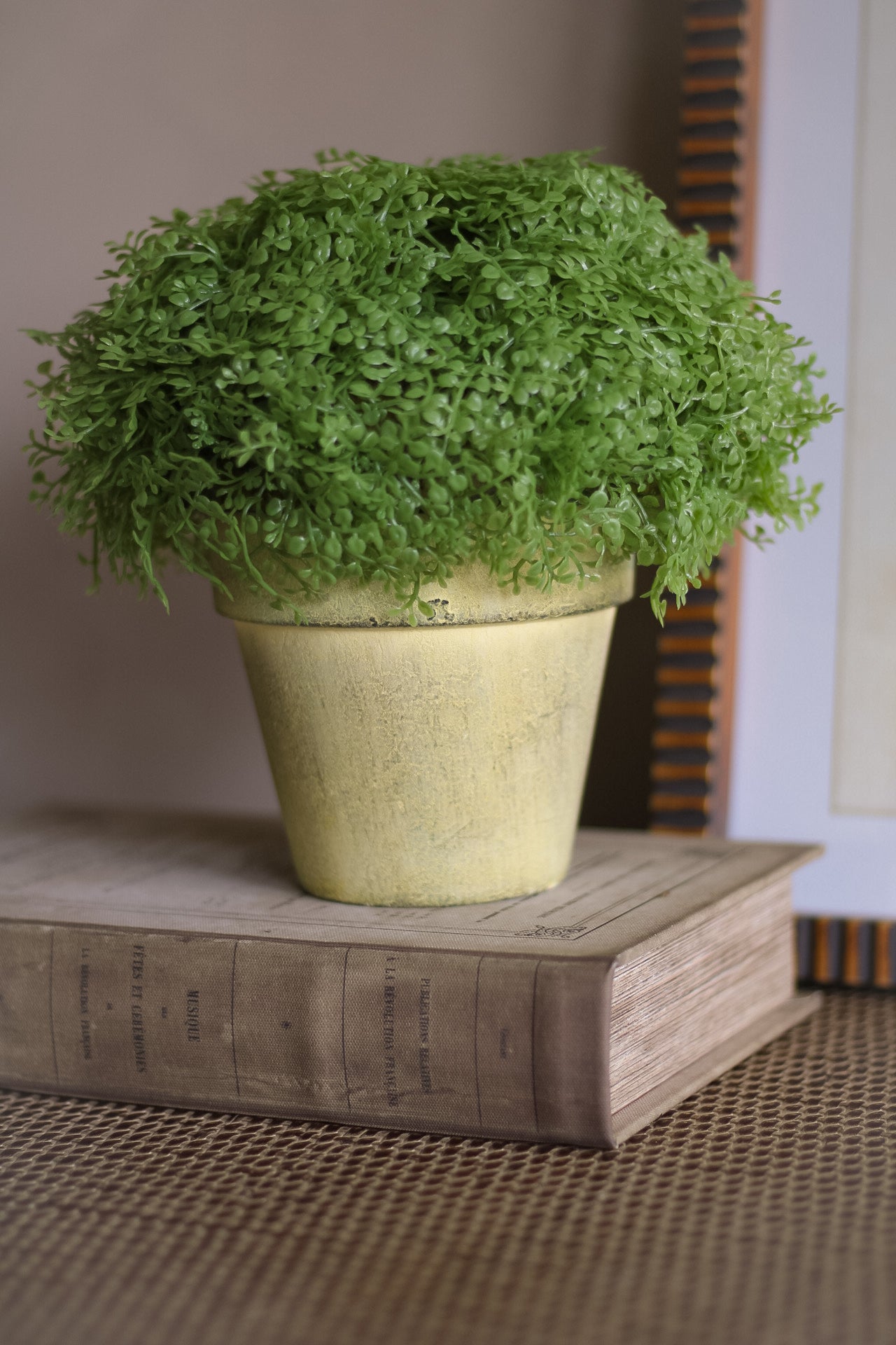 Green potted plant on a wooden book with a neutral background