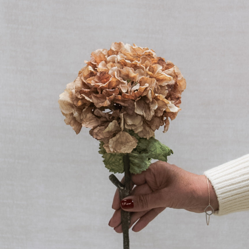 Cappuccino Dried Touch Ruffle Hydrangea | Bundle of 3