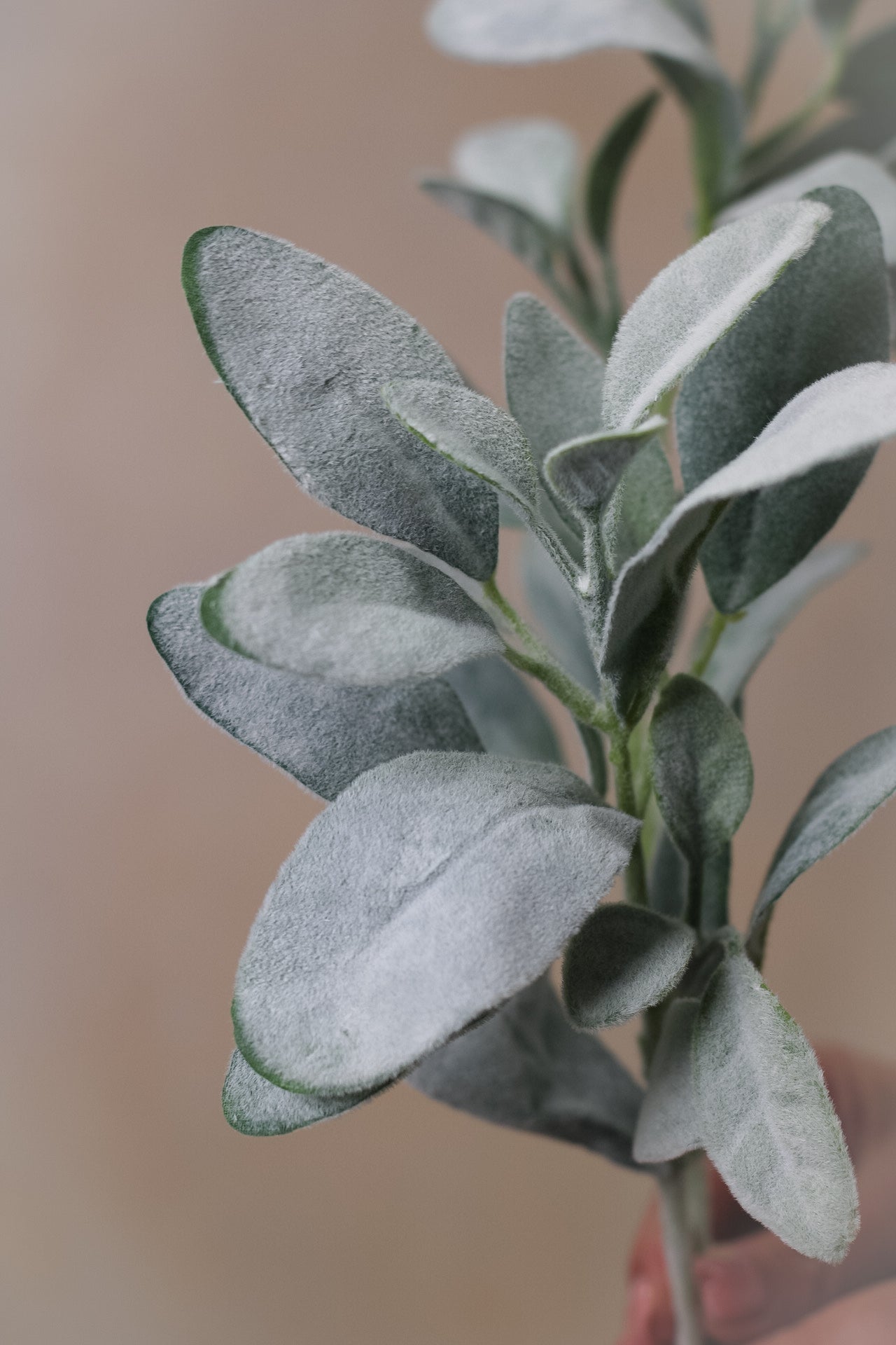 up close of leaves of faux lambs ear stem