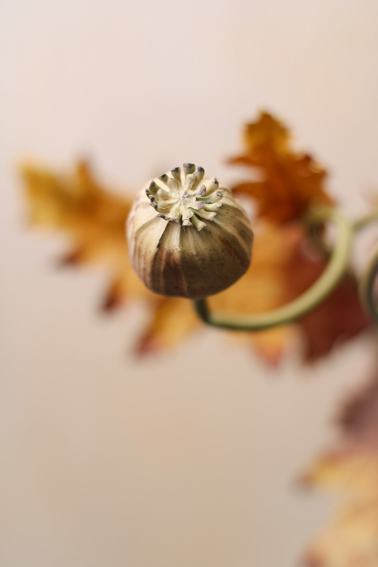 Faux Brown and Blush Poppy Head Stem