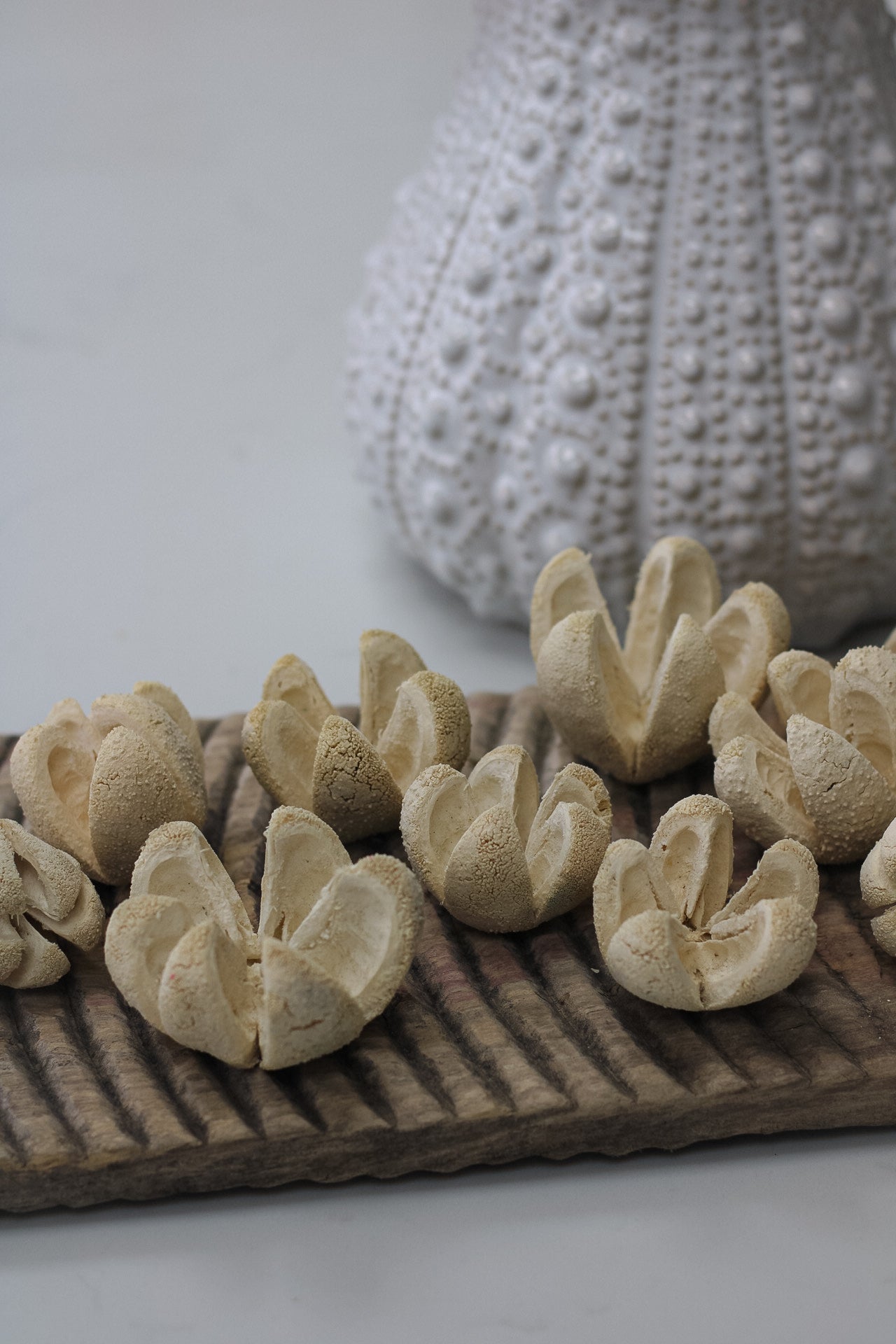Dried Fleur Decorative Flowers