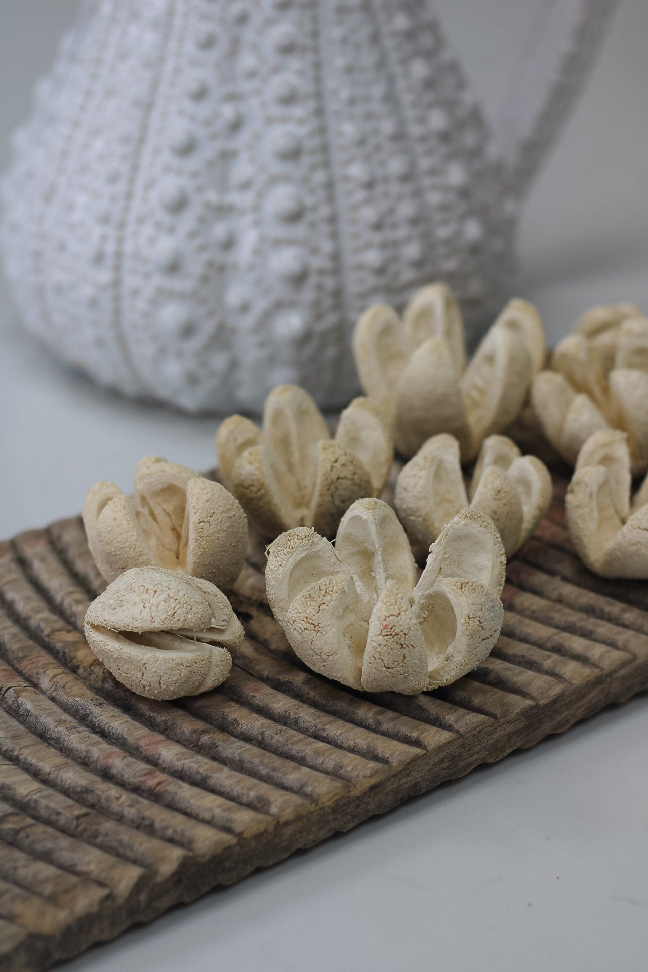 Dried Fleur Decorative Flowers