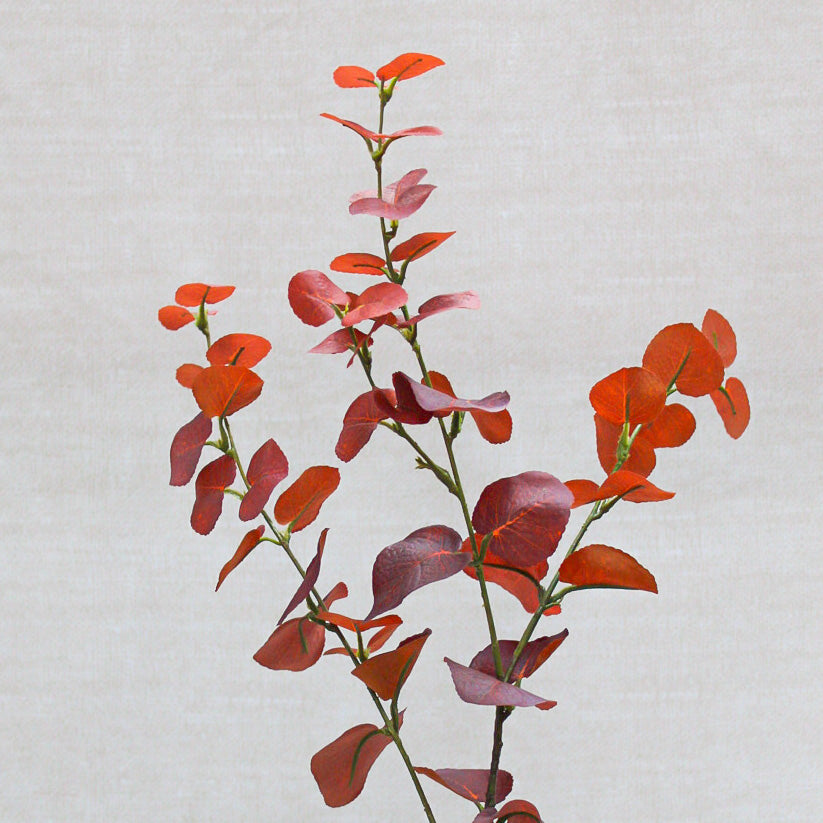 Autumn Sunset Eucalyptus Stem
