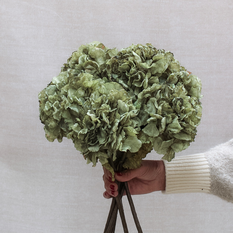 Sage Dried Touch Ruffle Hydrangea | Bundle of 3