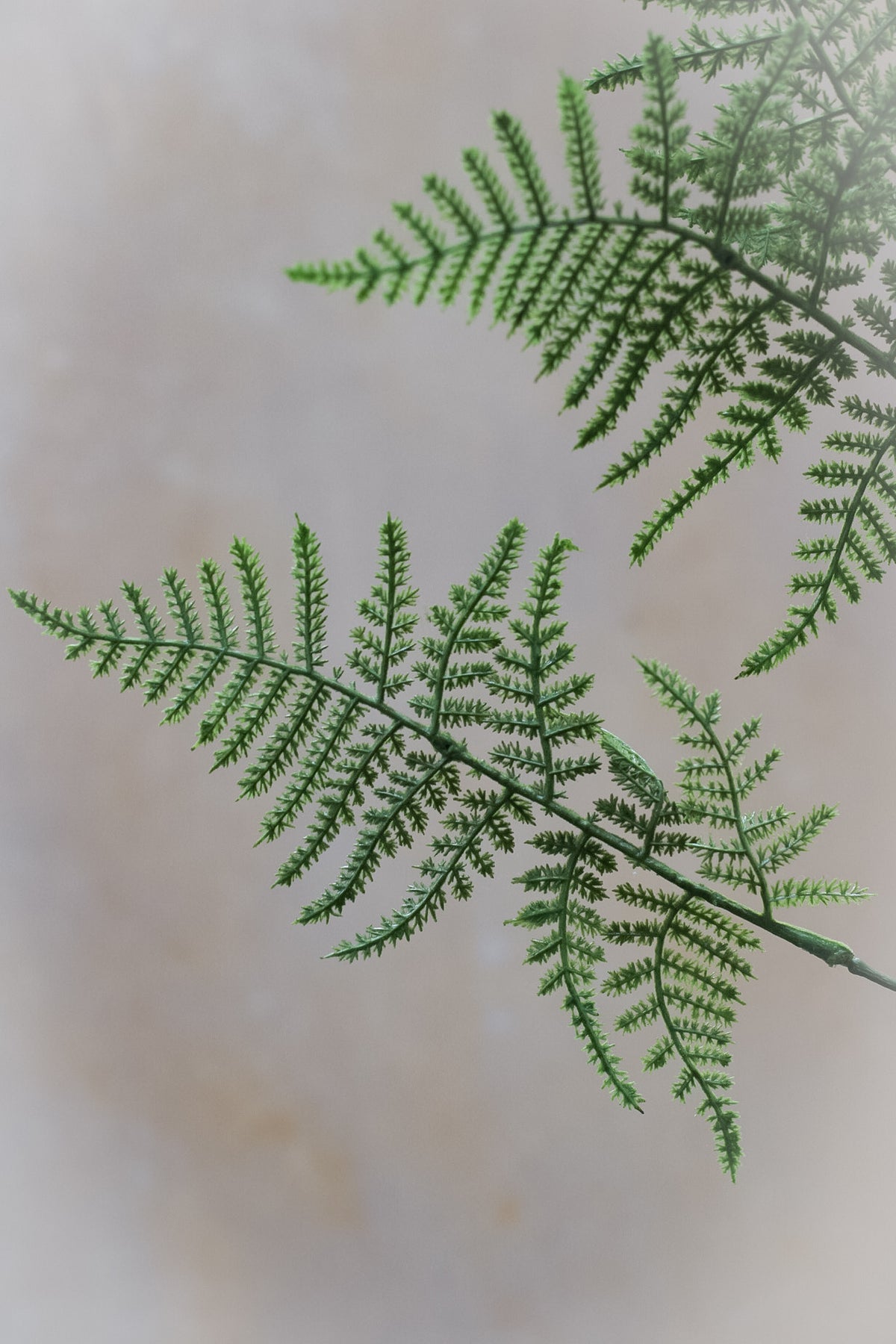 Faux Asparagus Fern