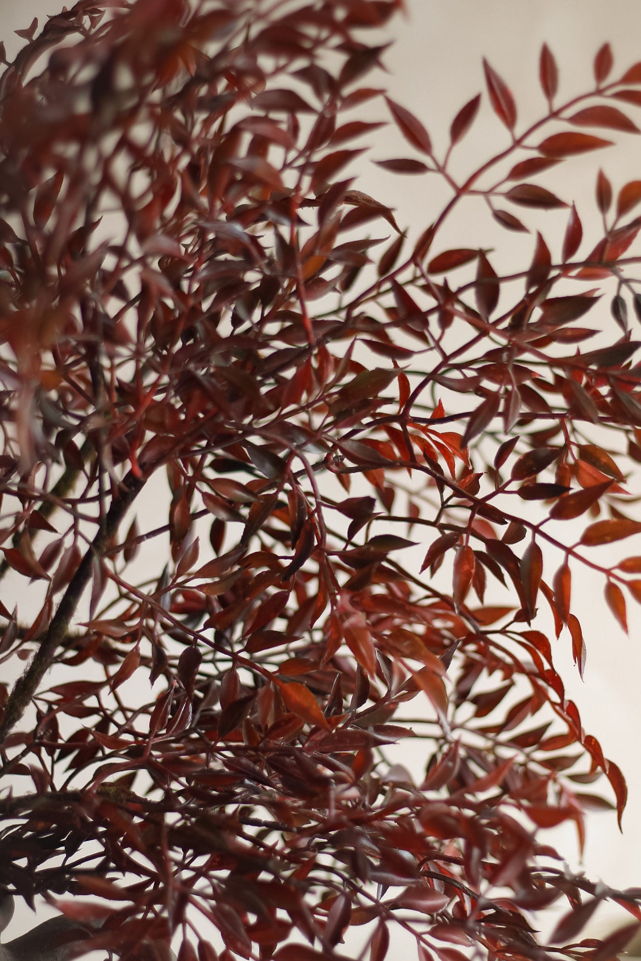 Close-up of red-brown leaves on a branch against a neutral background
