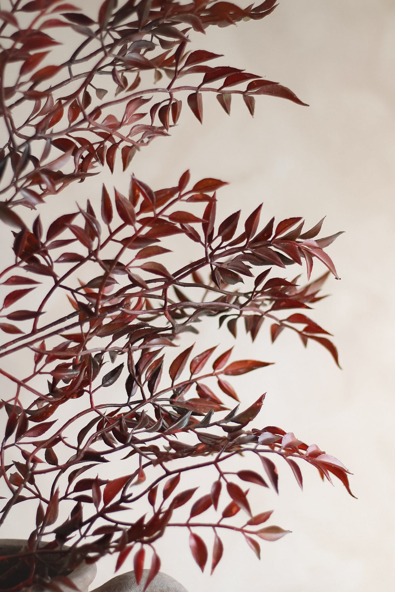Reddish-brown leaves on a light background