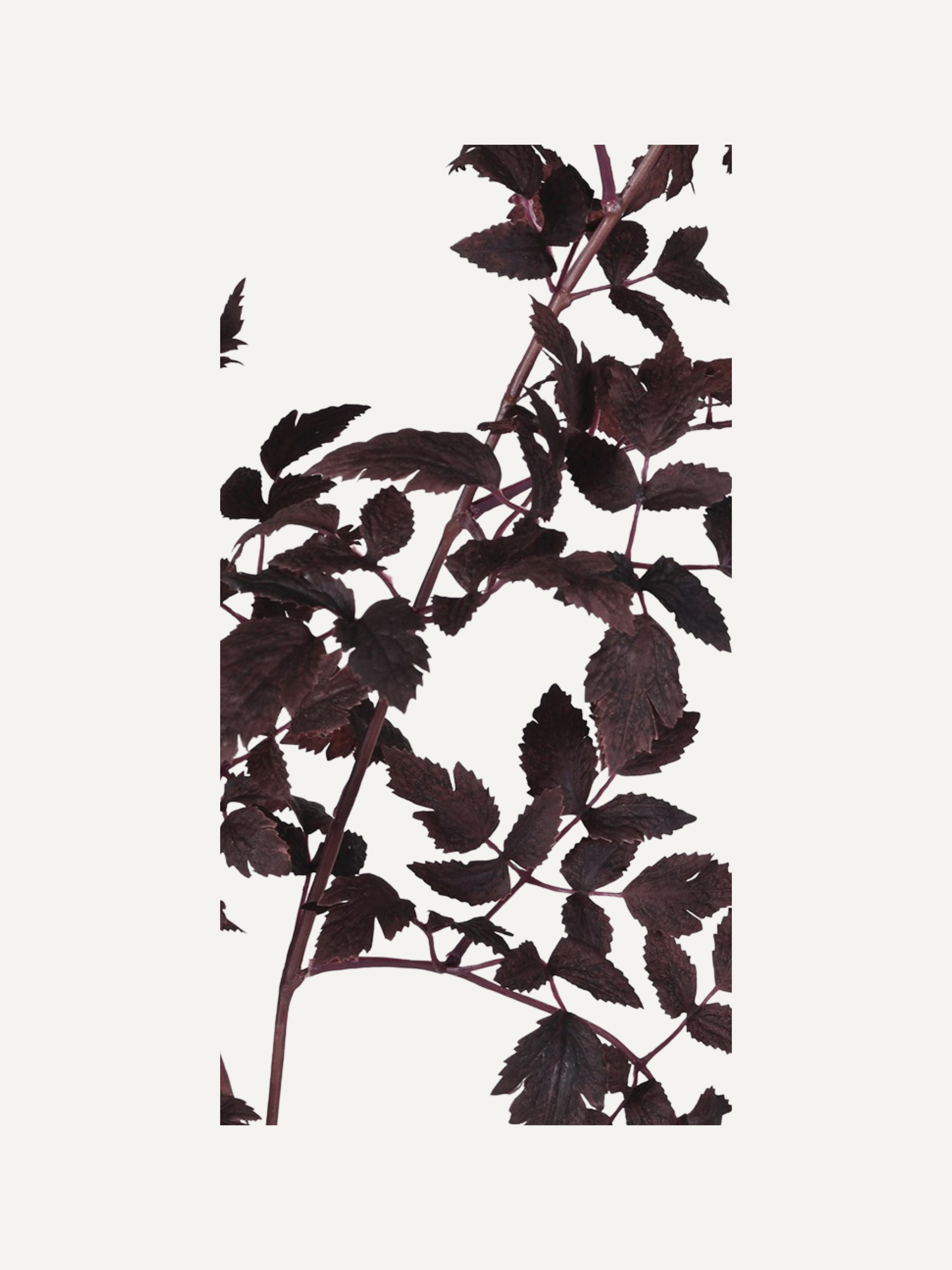 Faux dark burgundy leaves on a white background