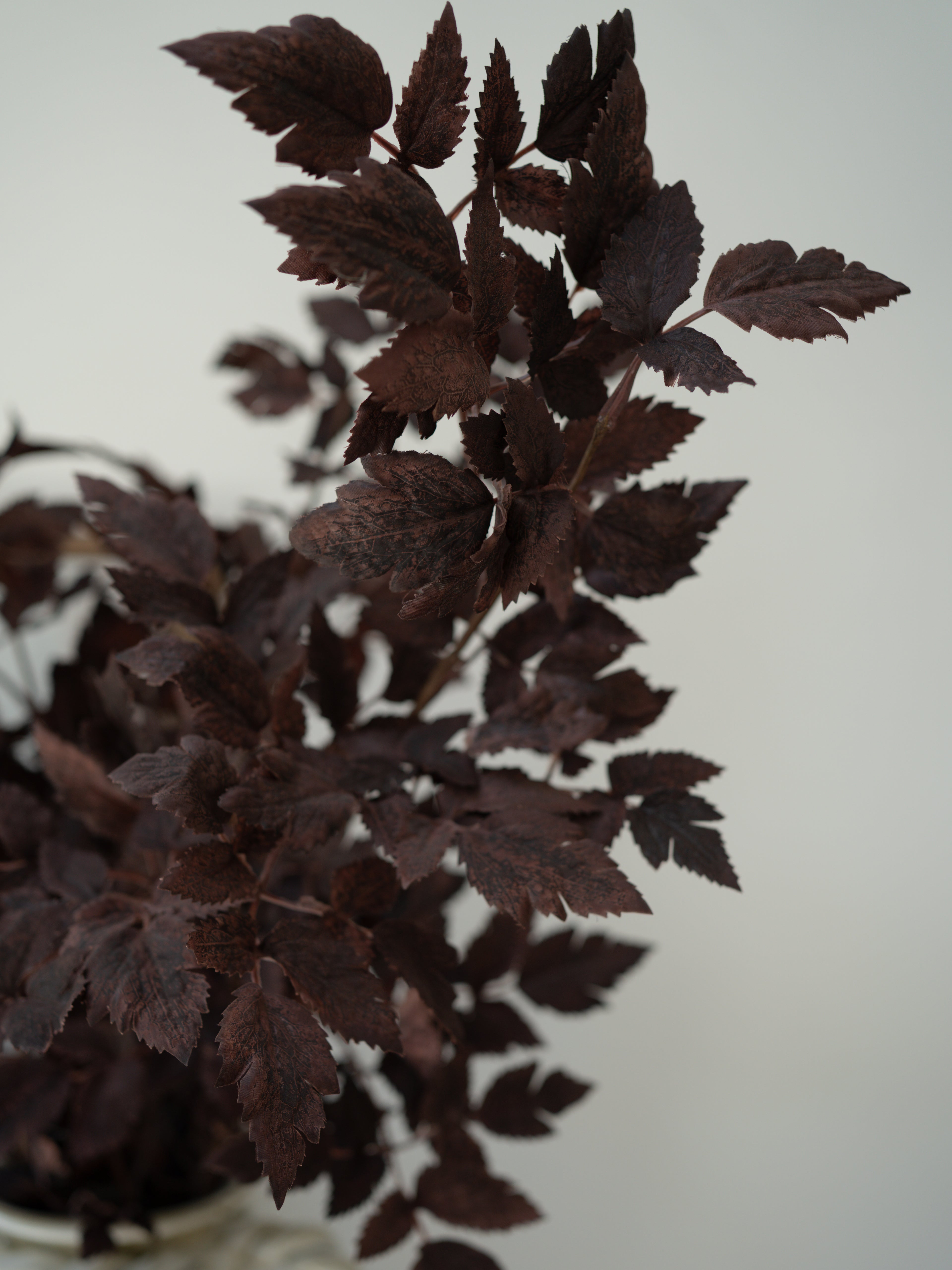 Dark brown leaves on a white background