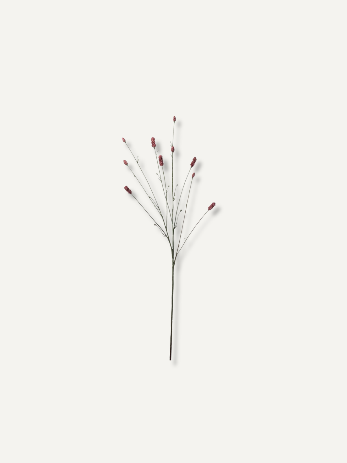 Faux Burgundy Pimpinell