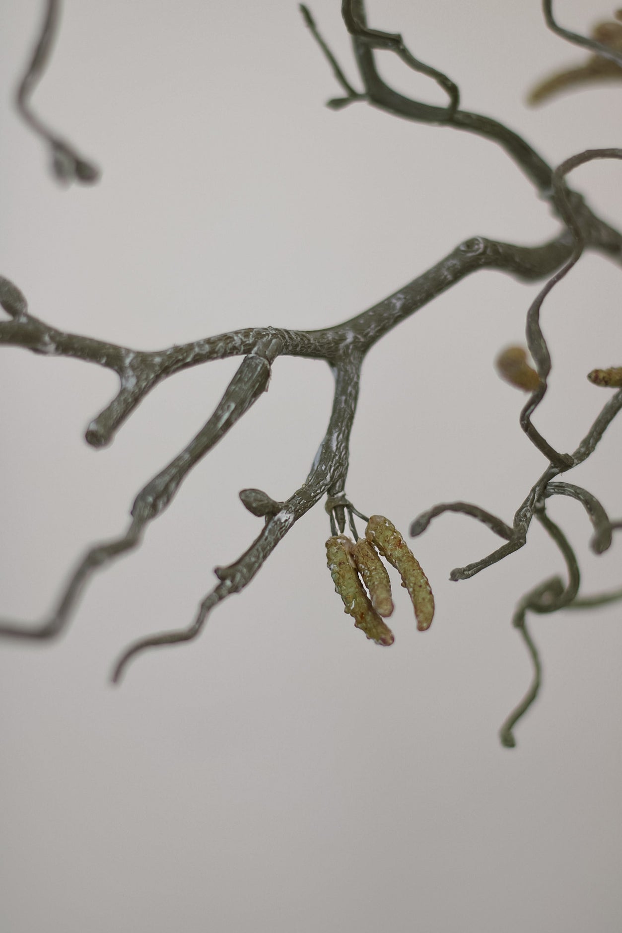 Branches with small brown buds on a light gray background