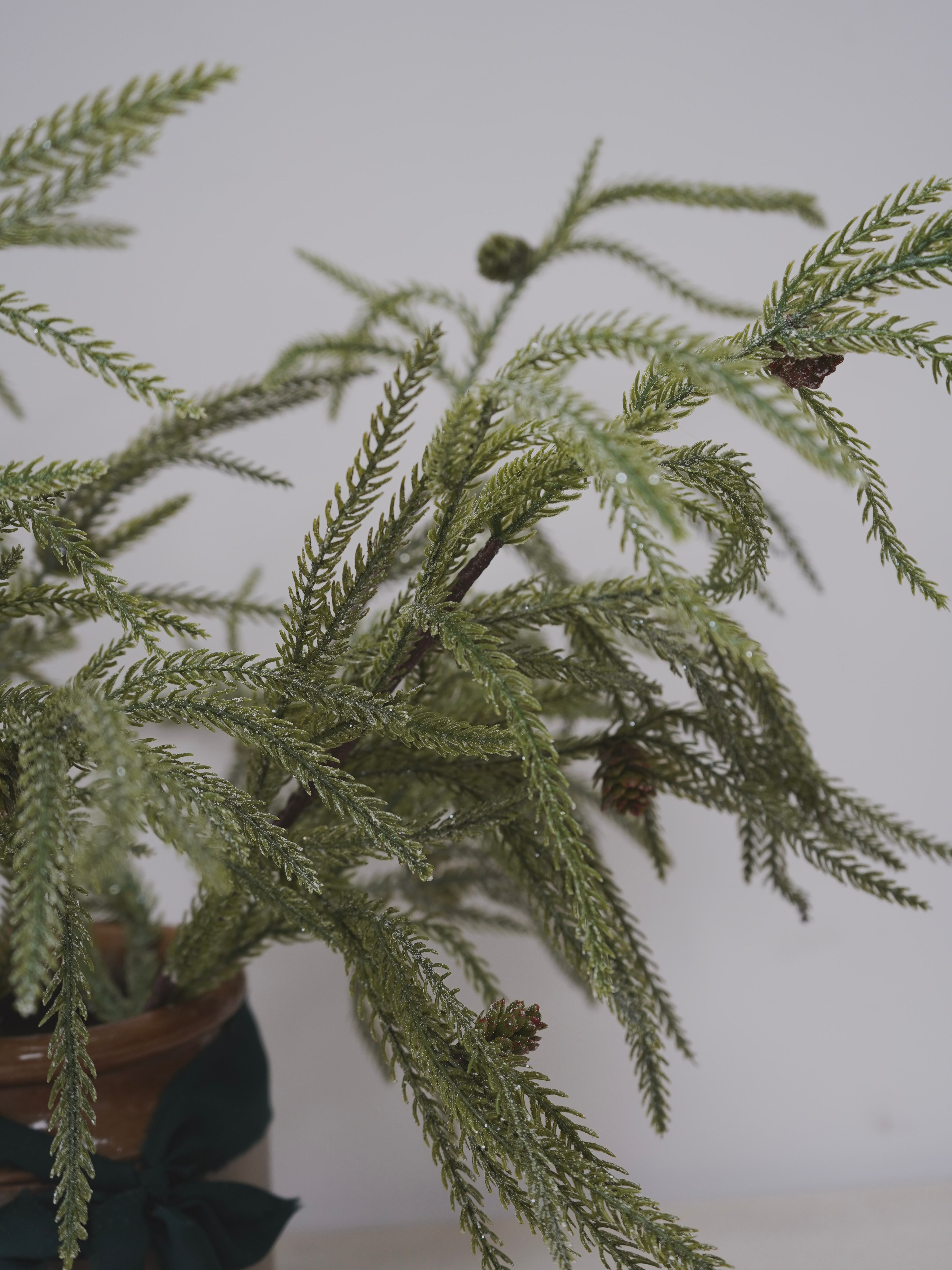 Close-up of a potted plant with a plain background
