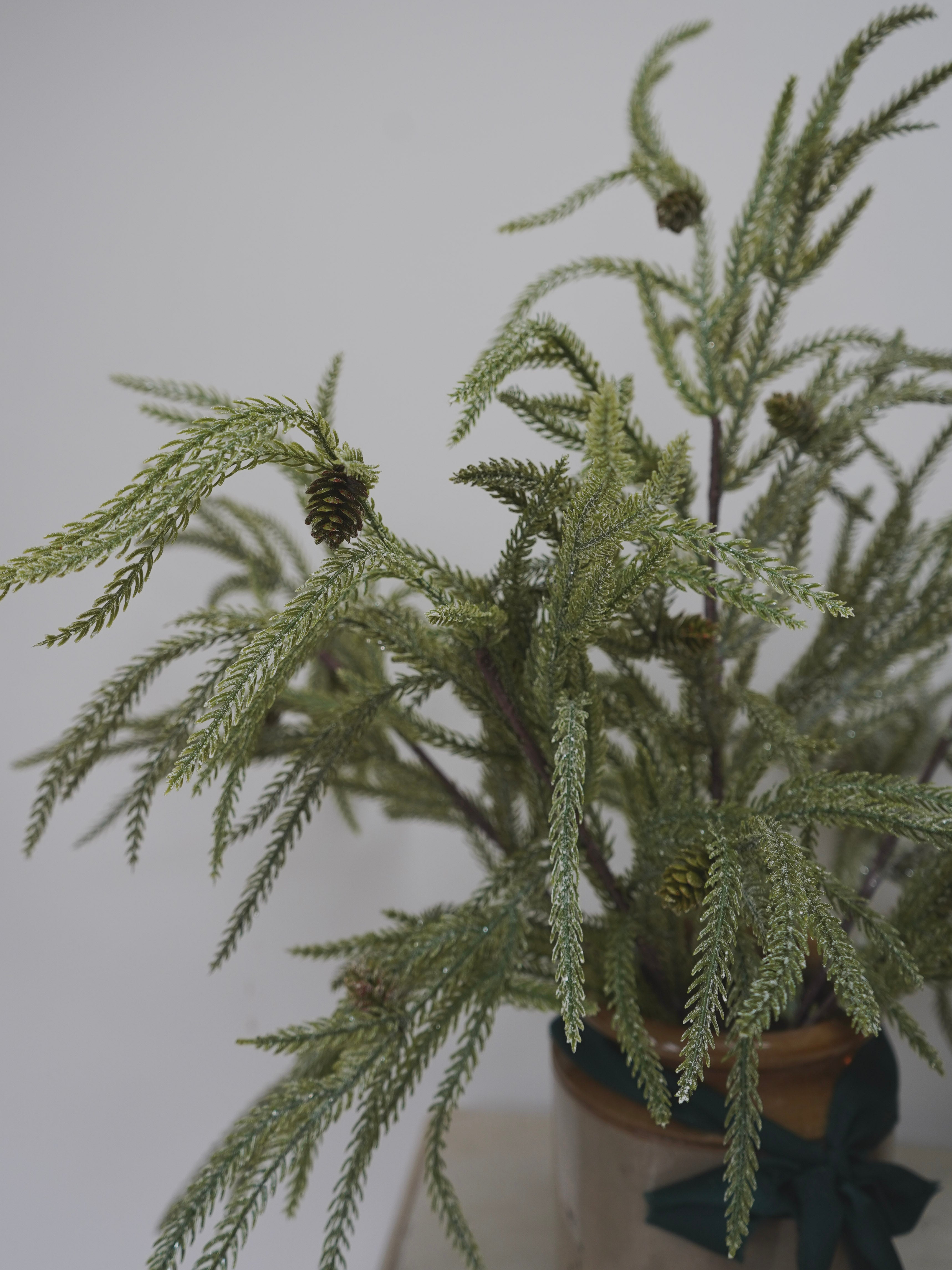 Potted plant with green leaves against a plain background