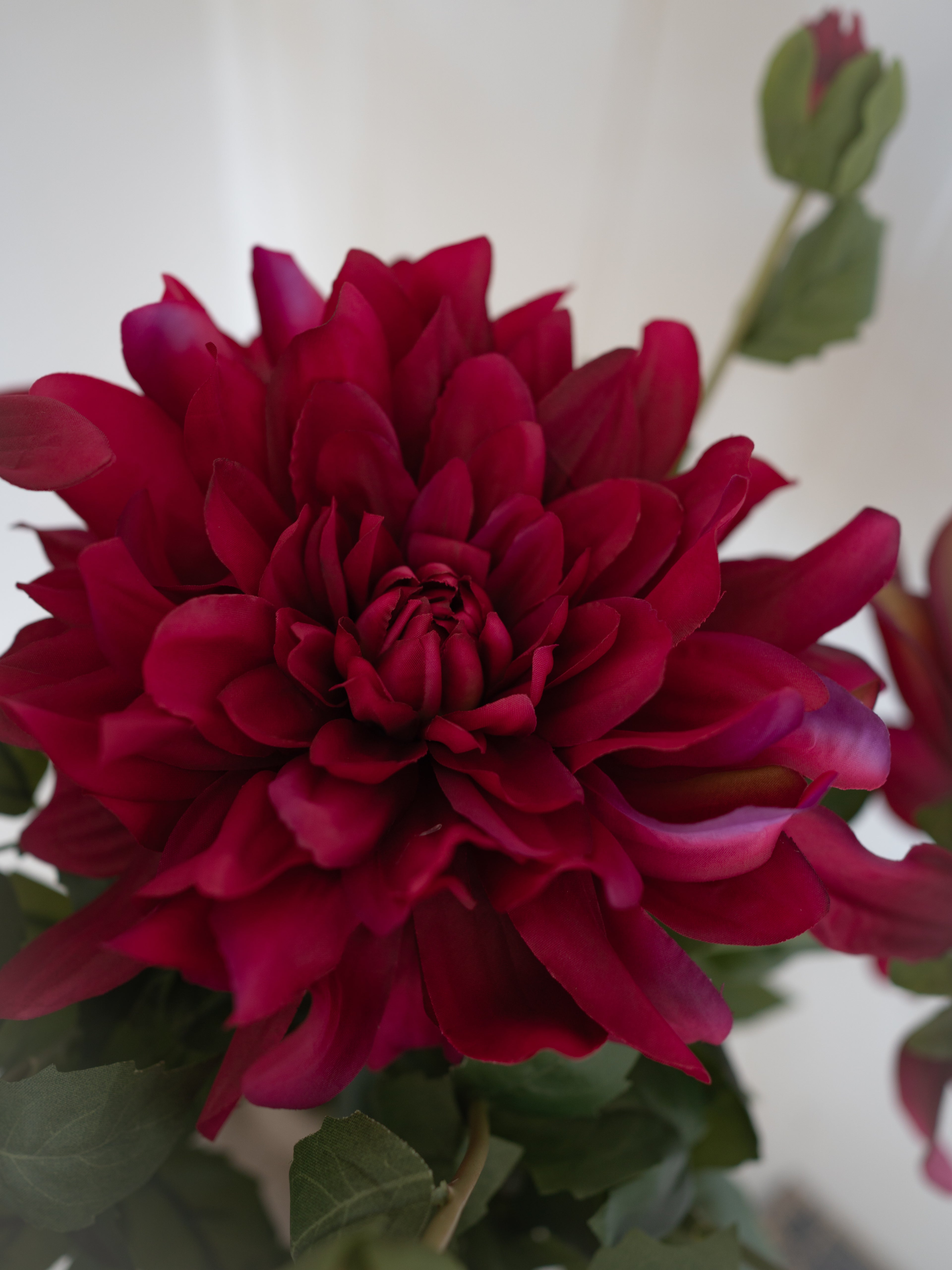 Close-up of a vibrant Faux Fuchsia Dahlia flower with green leaves on a white background