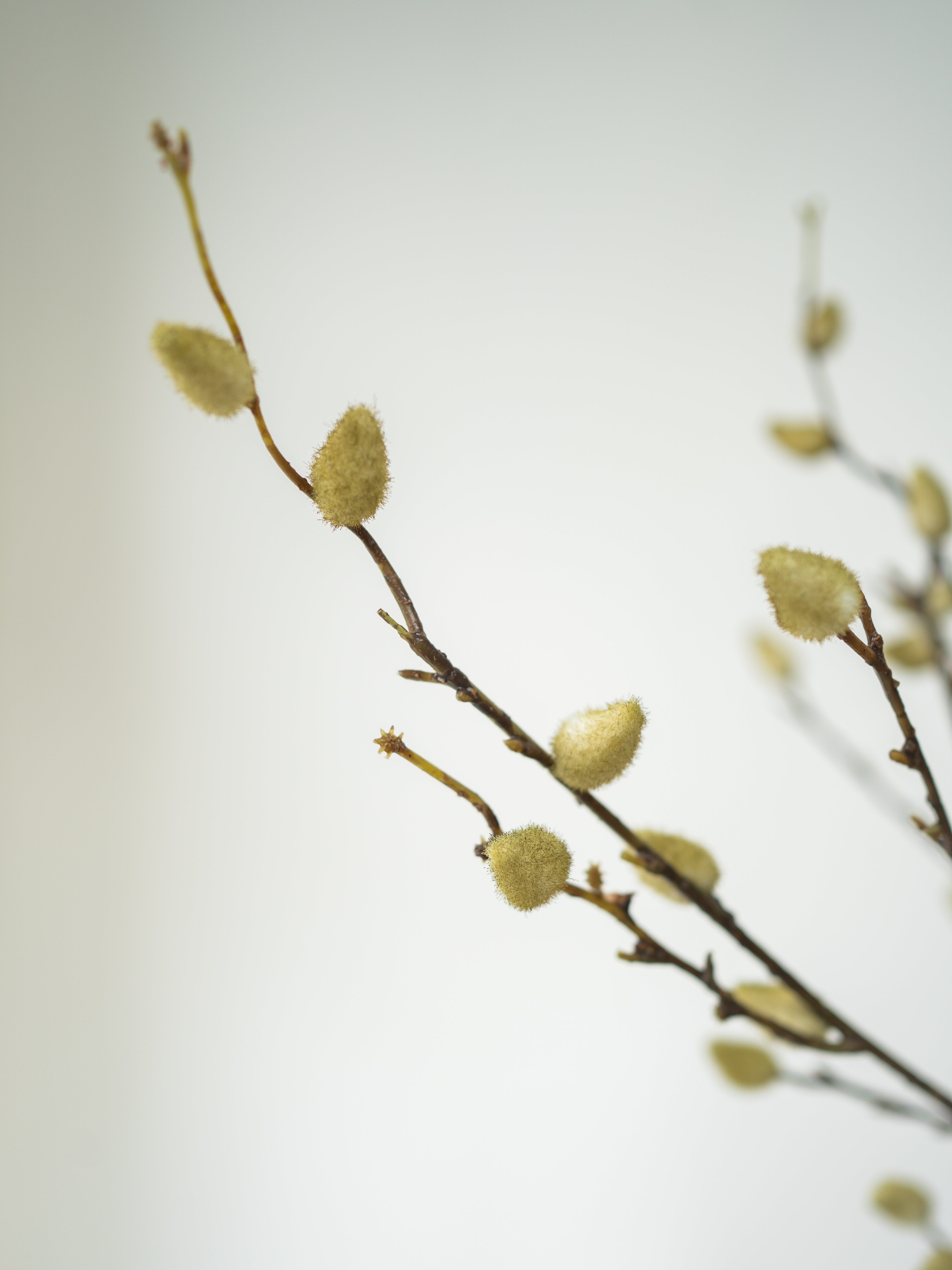 A close-up of delicate faux willow branches with soft, fuzzy light yellow-green catkins against a clean, light gray background.
