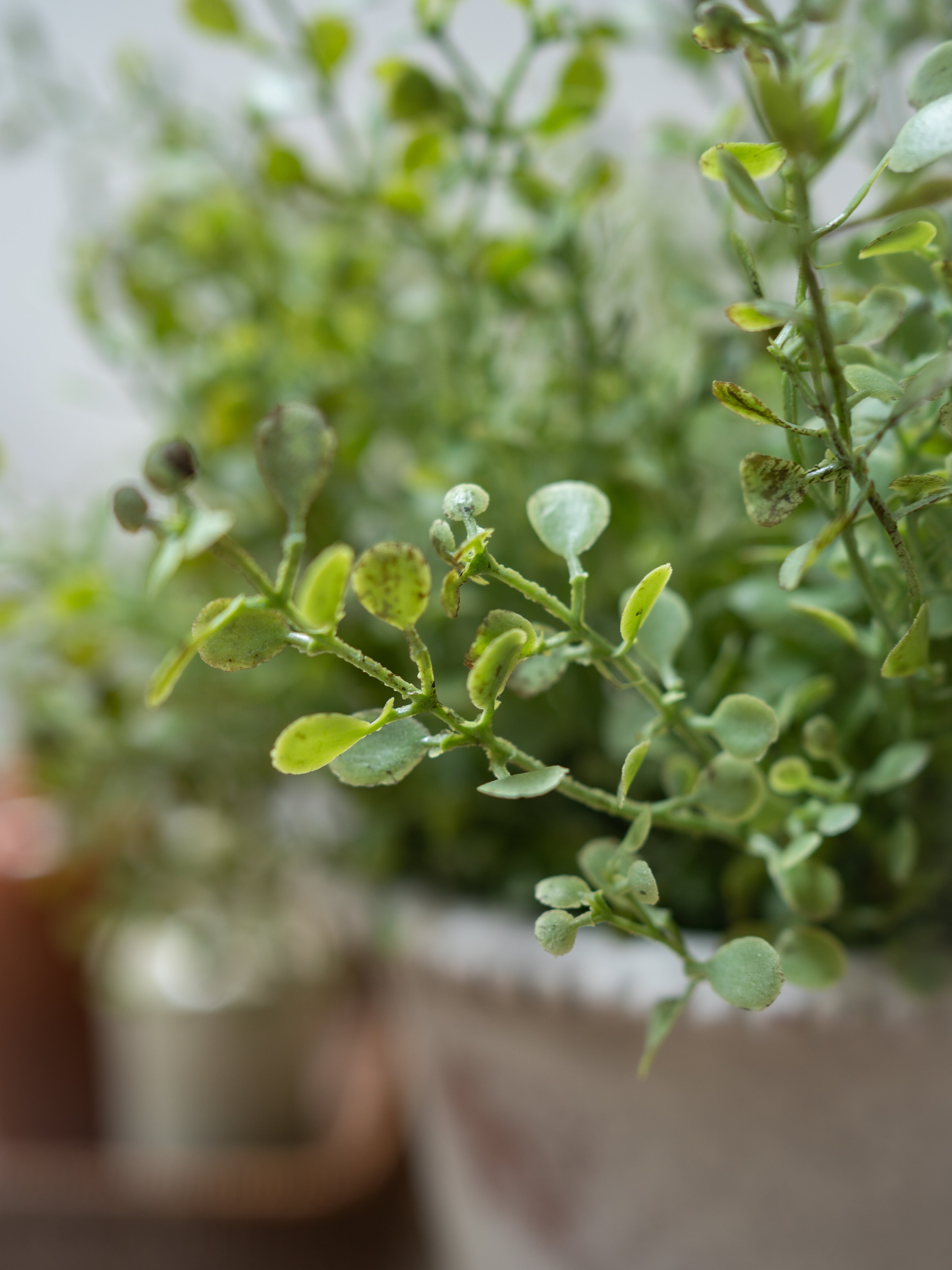 Close-up of a faux gunnii eucalyptus bush with a blurred background