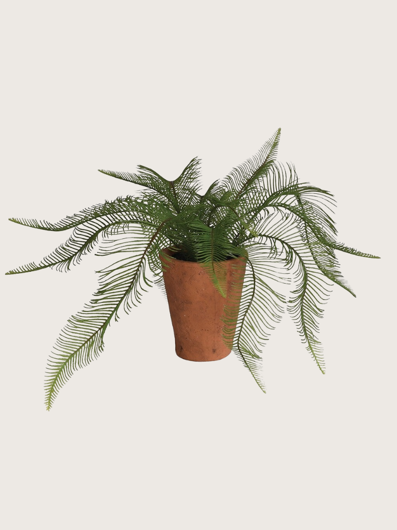 Potted fern plant on a light gray background