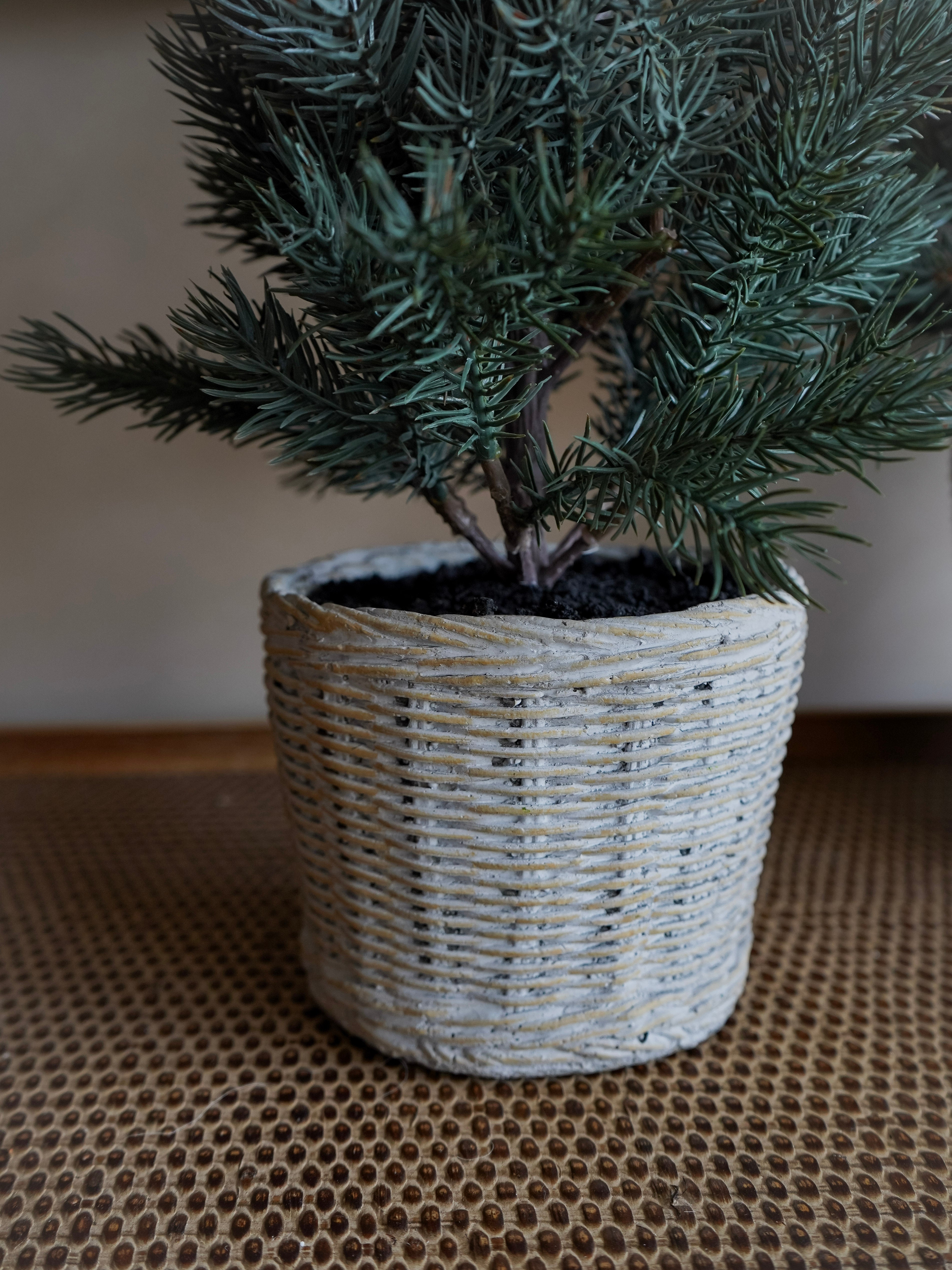 Potted plant in a textured pot on a textured surface