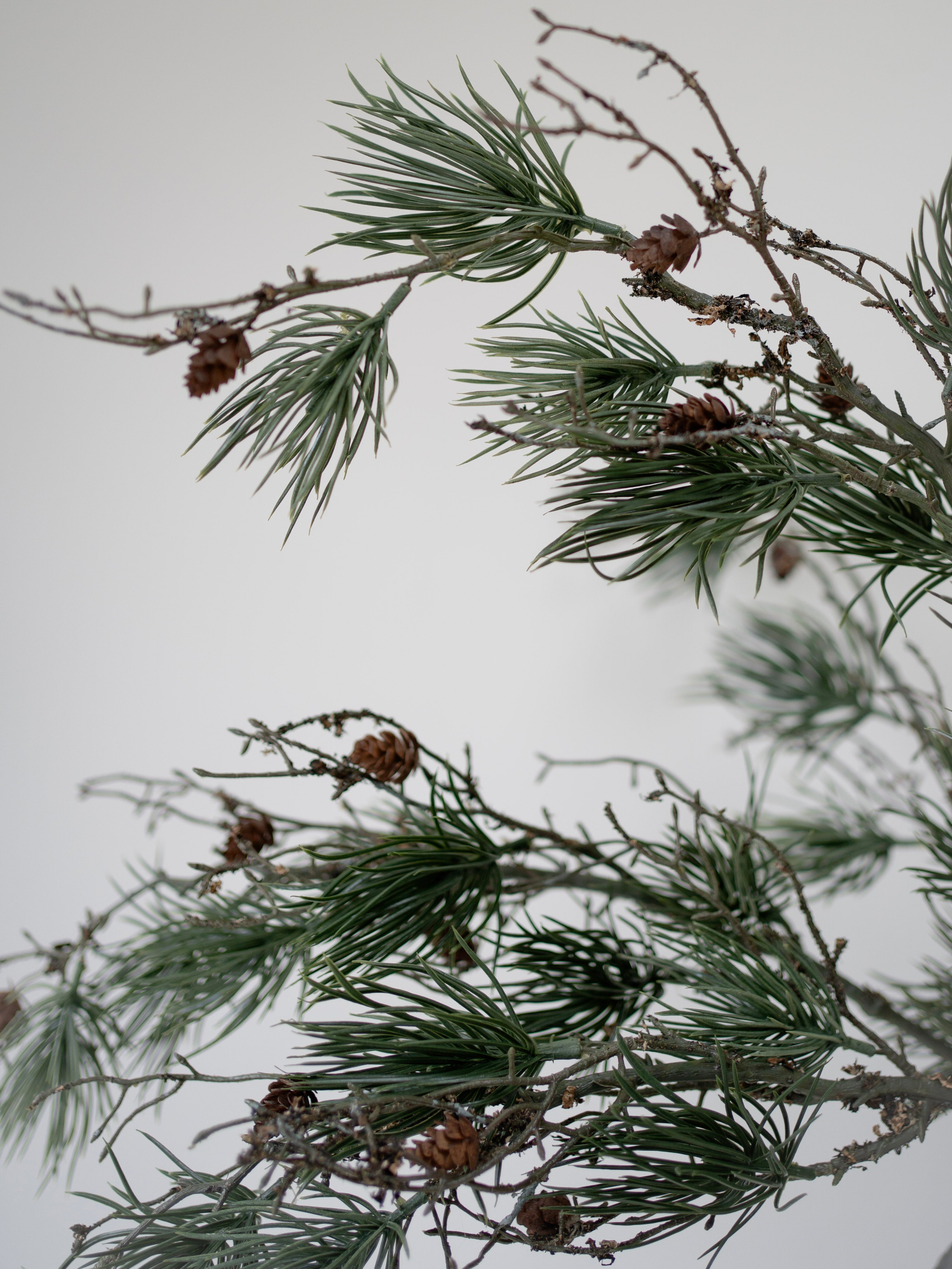 Close-up of pine branches with cones against a light background