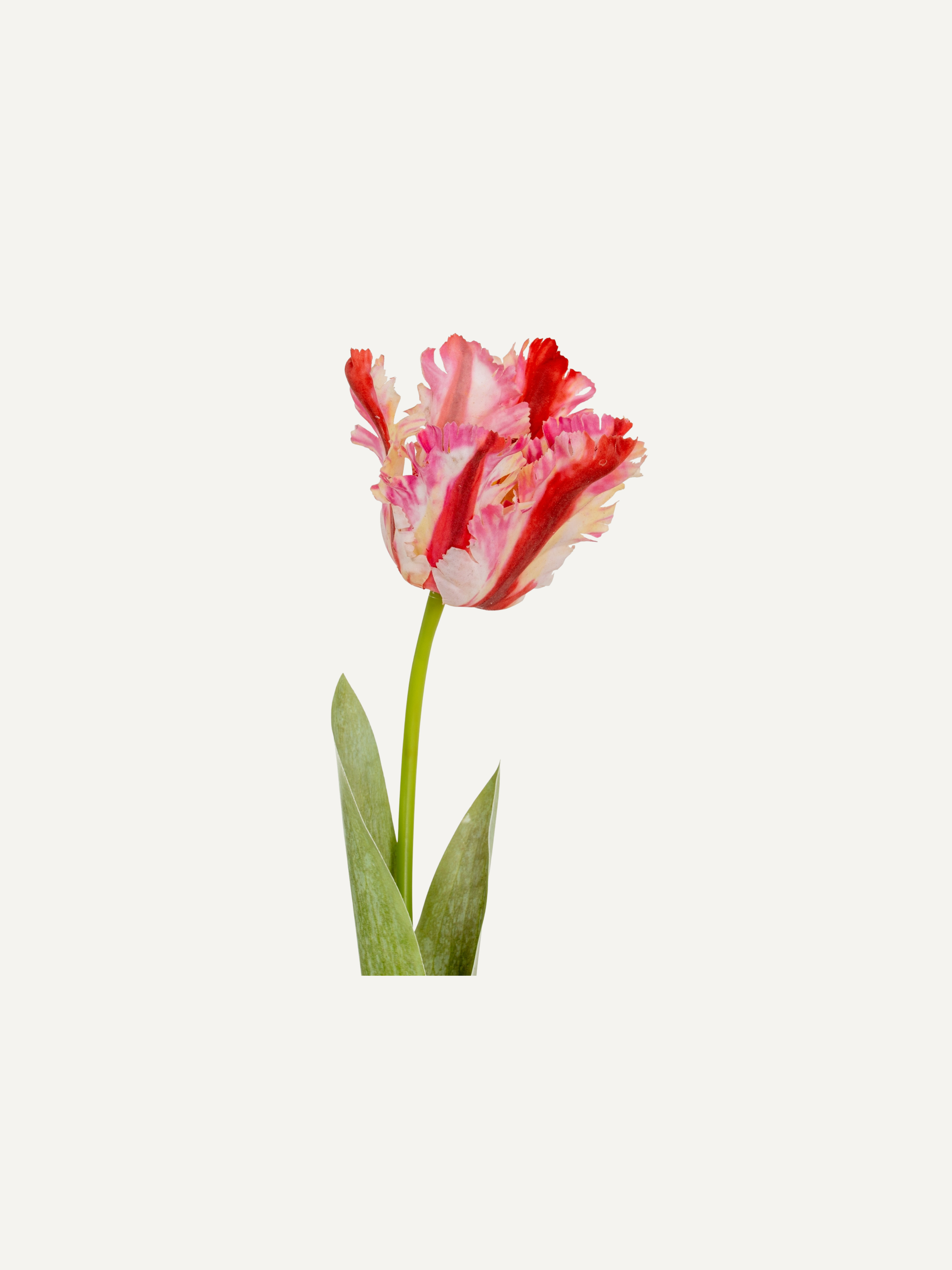 Single faux pink parrot tulip flower on a white background