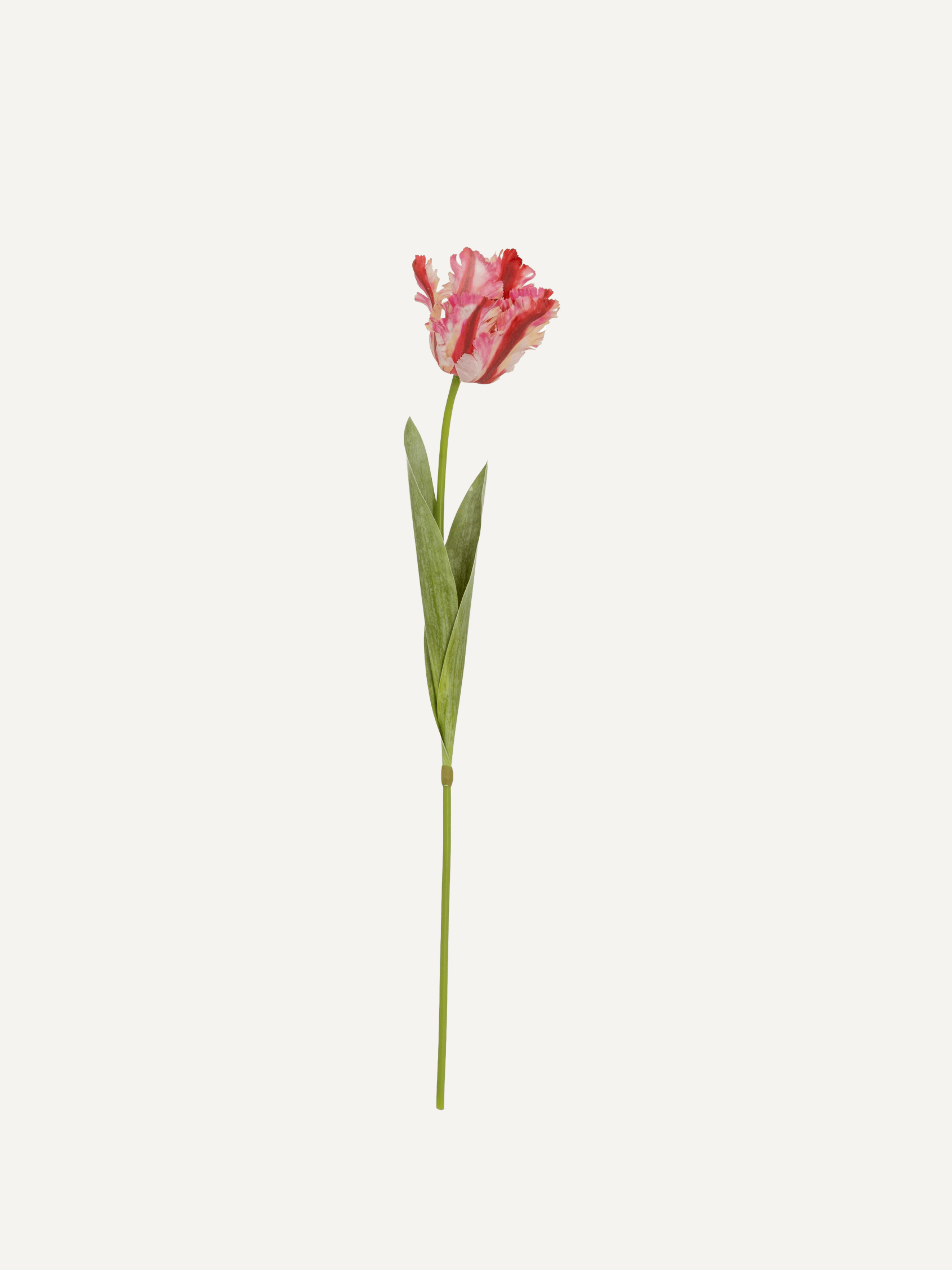 Single pink parrot tulip on a white background