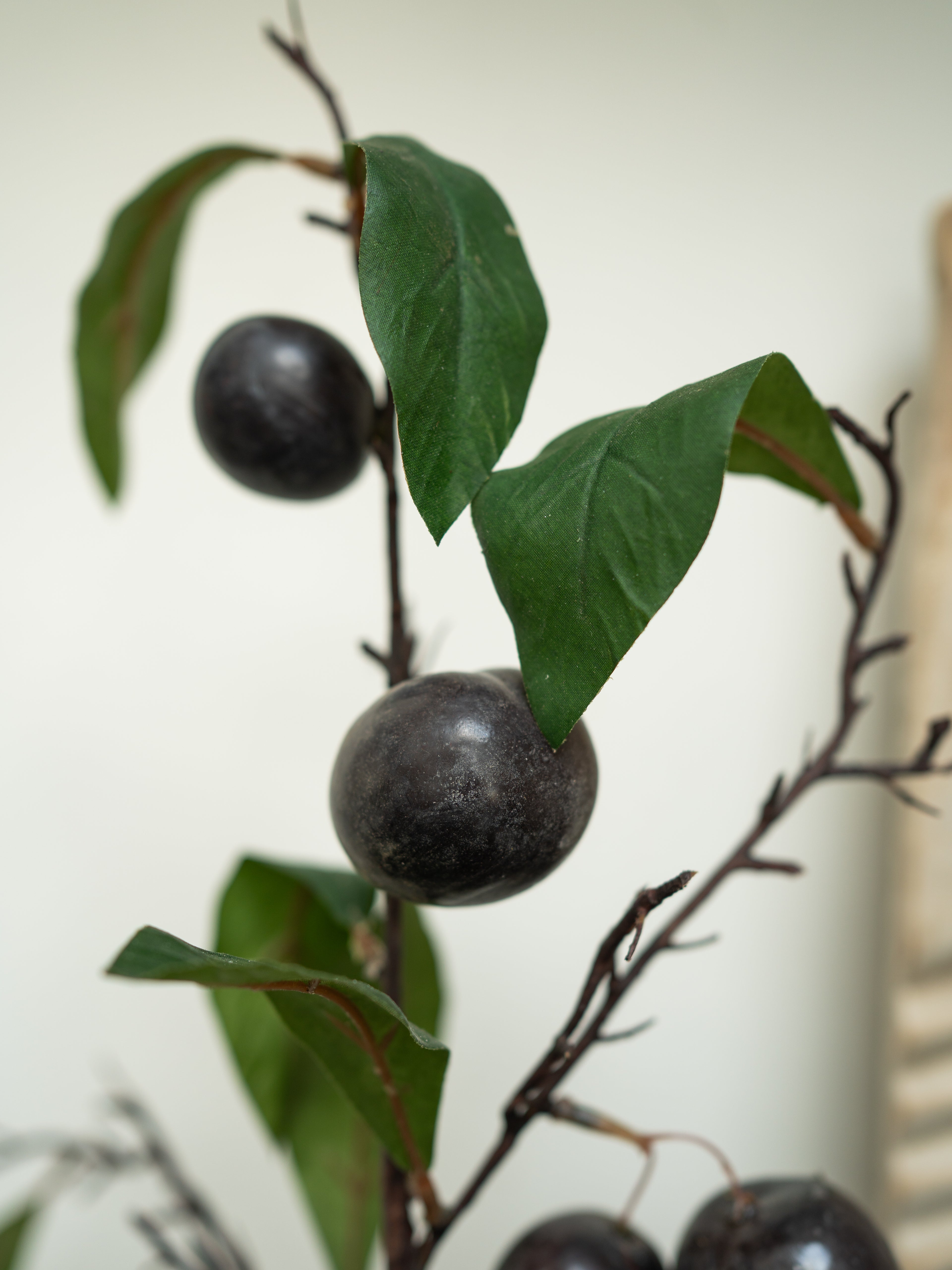 Plums with green leaves on a branch against a white background