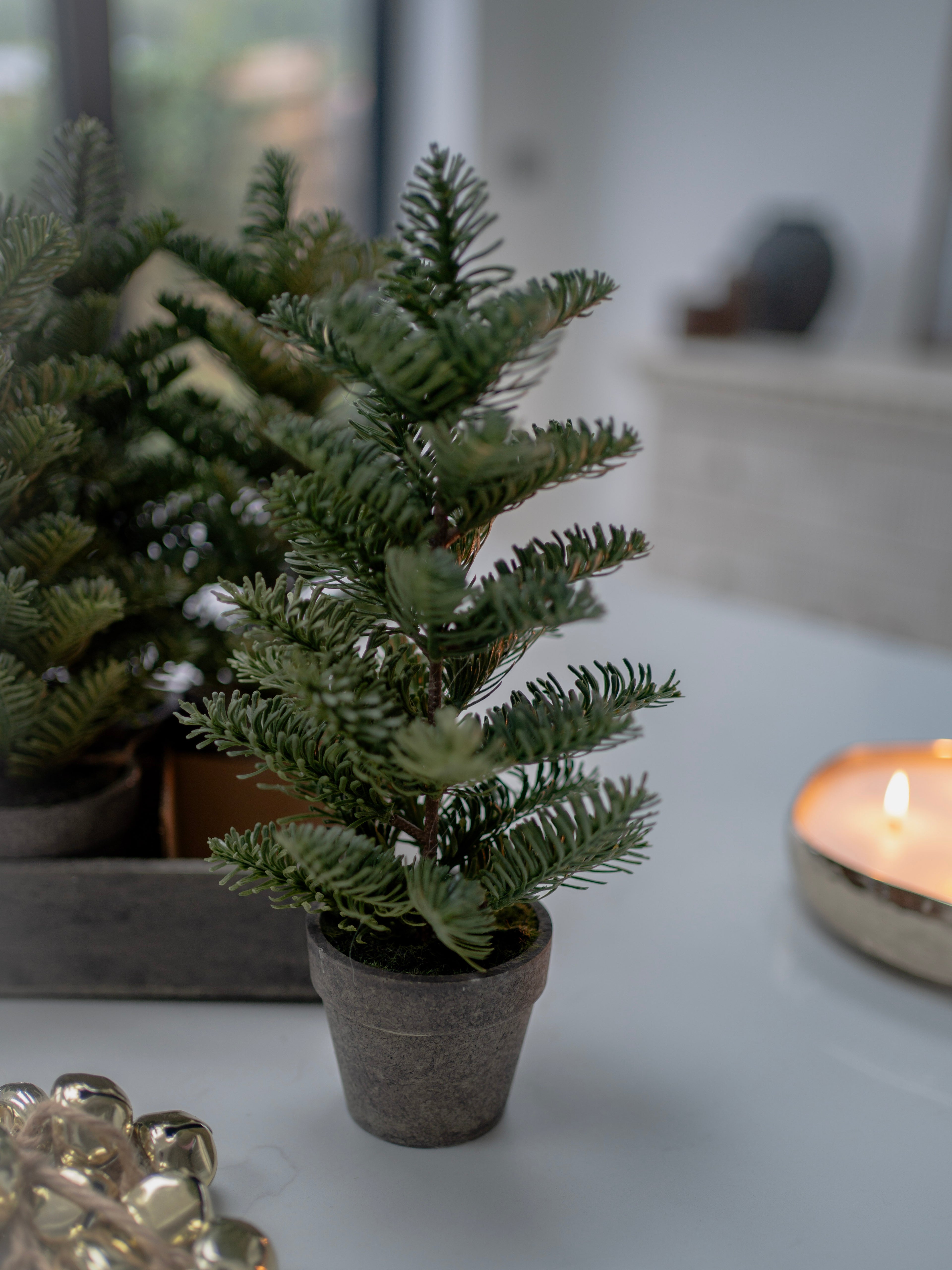 Small potted plant on a surface with a blurred background