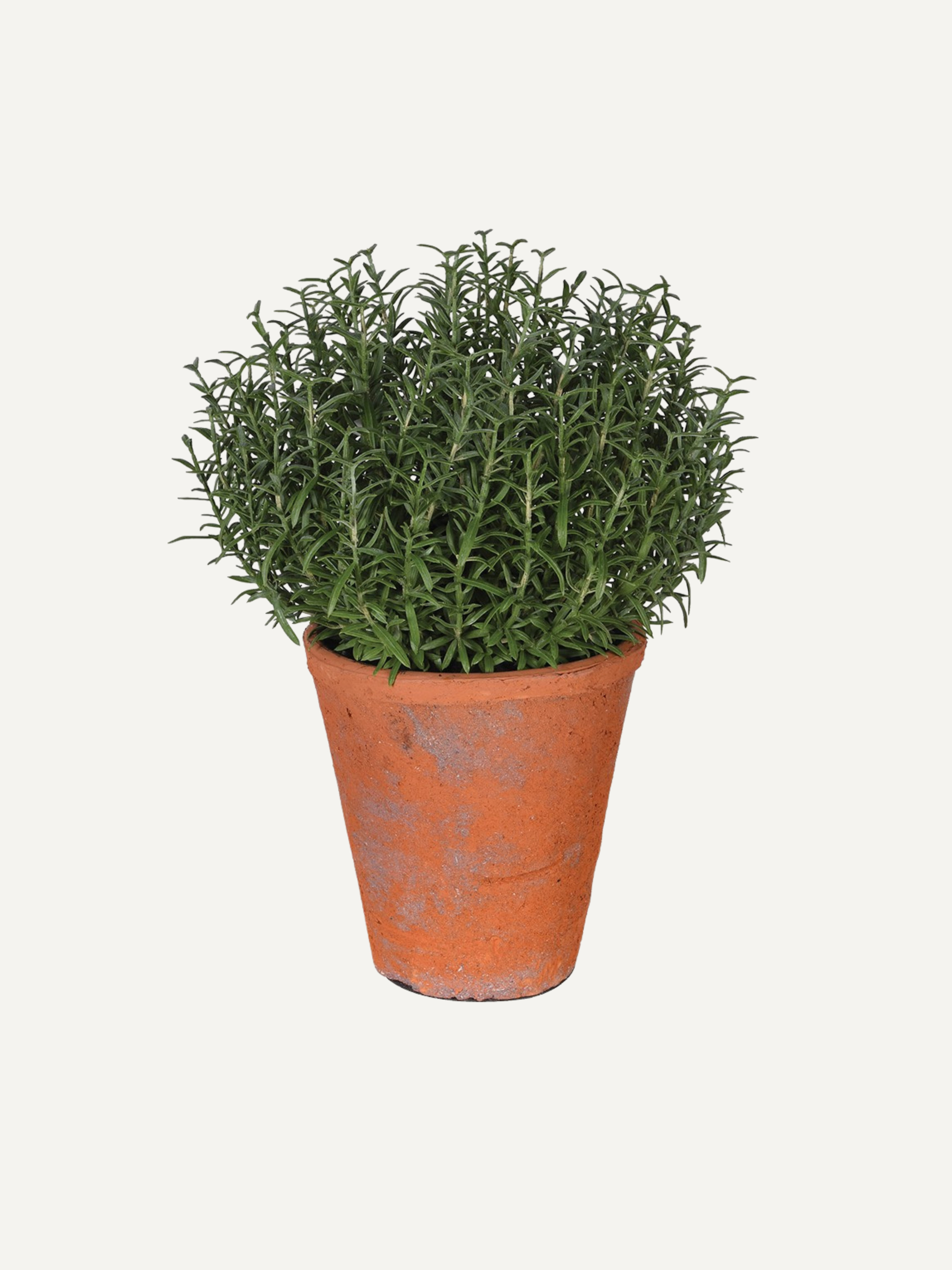 Faux potted rosemary plant with green leaves in a terracotta pot on a white background, would work in a variety of different styled homes