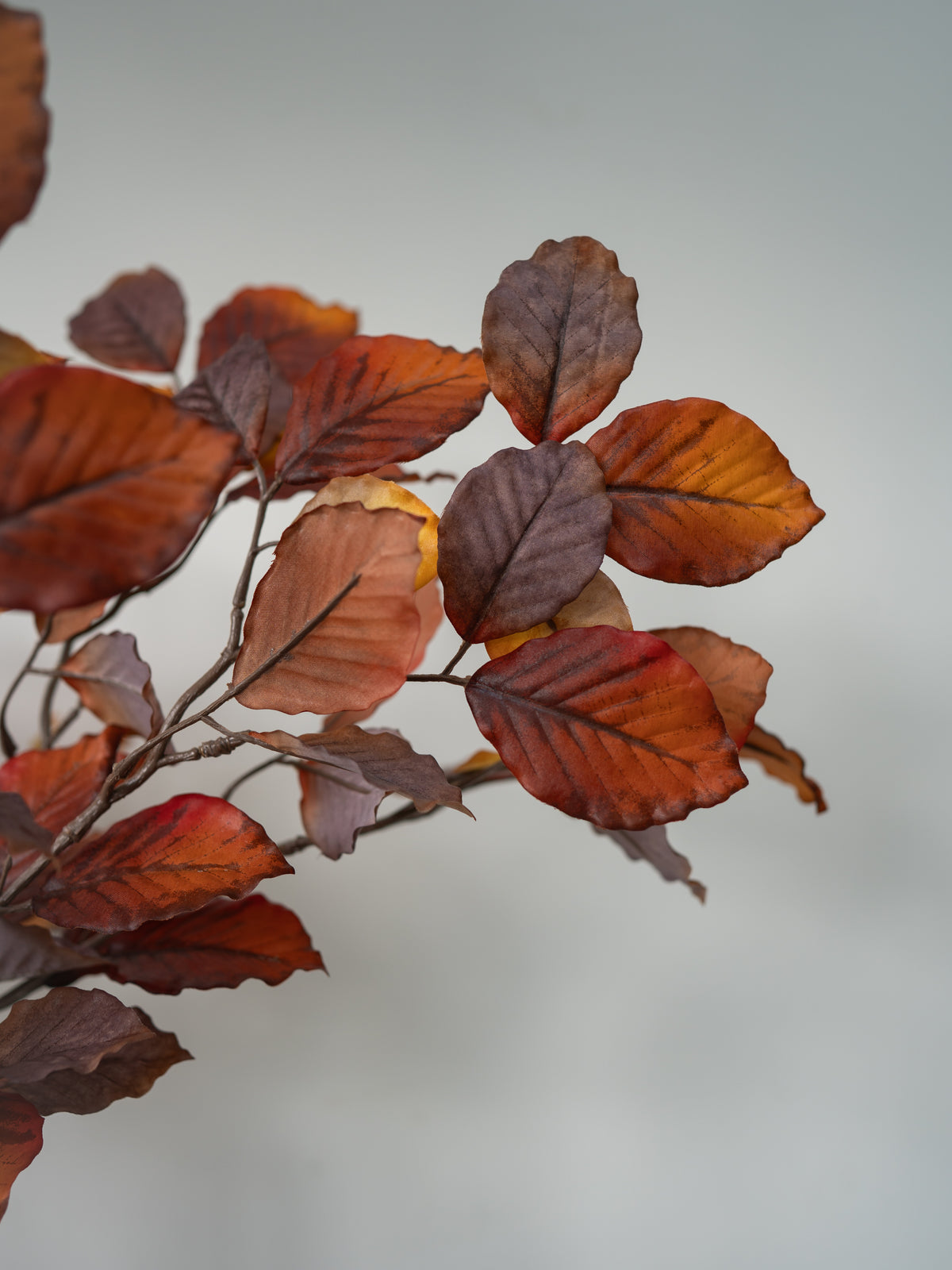 A close-up of autumn leaves on a branch, showing warm orange, rust, and deep burgundy tones against a soft light gray background.