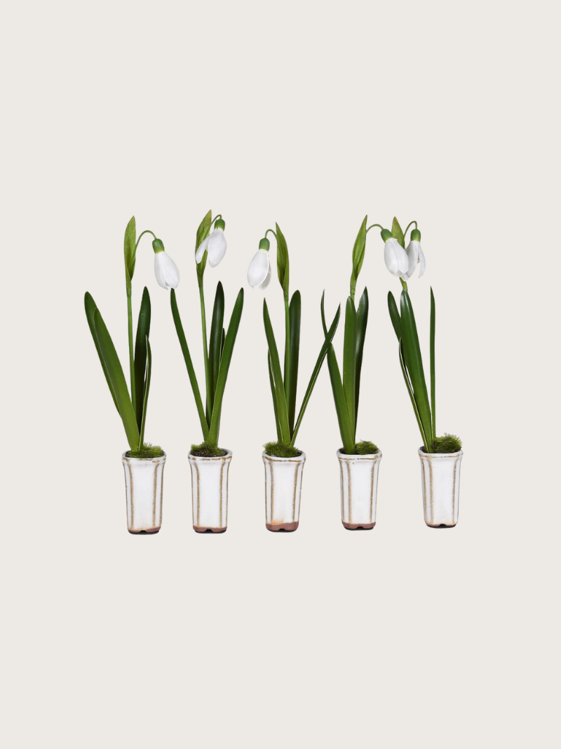 Five small ceramic vases with snowdrop plants on a light beige background